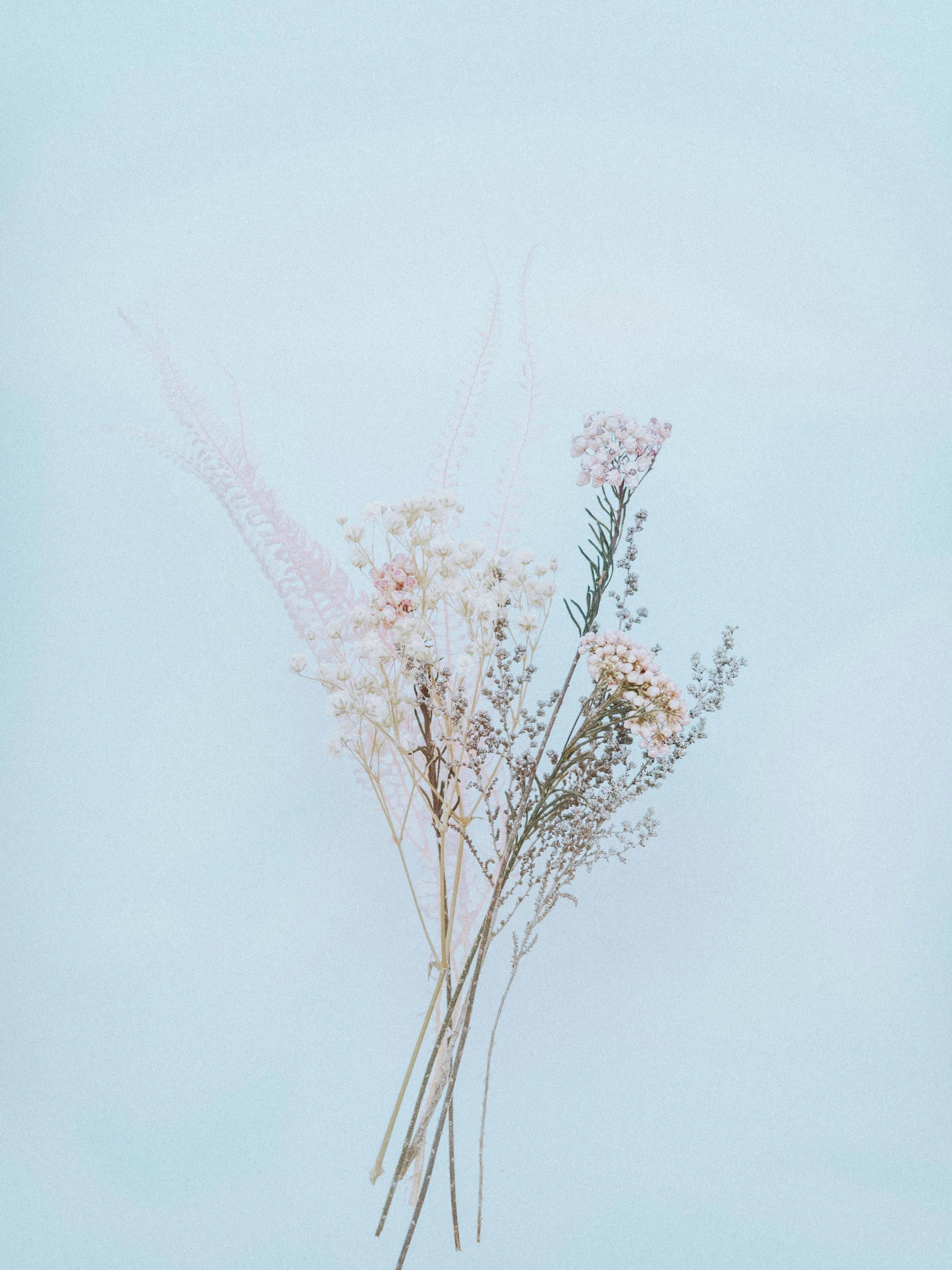 Minimal botanical stems on a soft blue background, reflecting chronic illness, pain, and seasonal flare-ups shaped by nervous system stress and trauma.