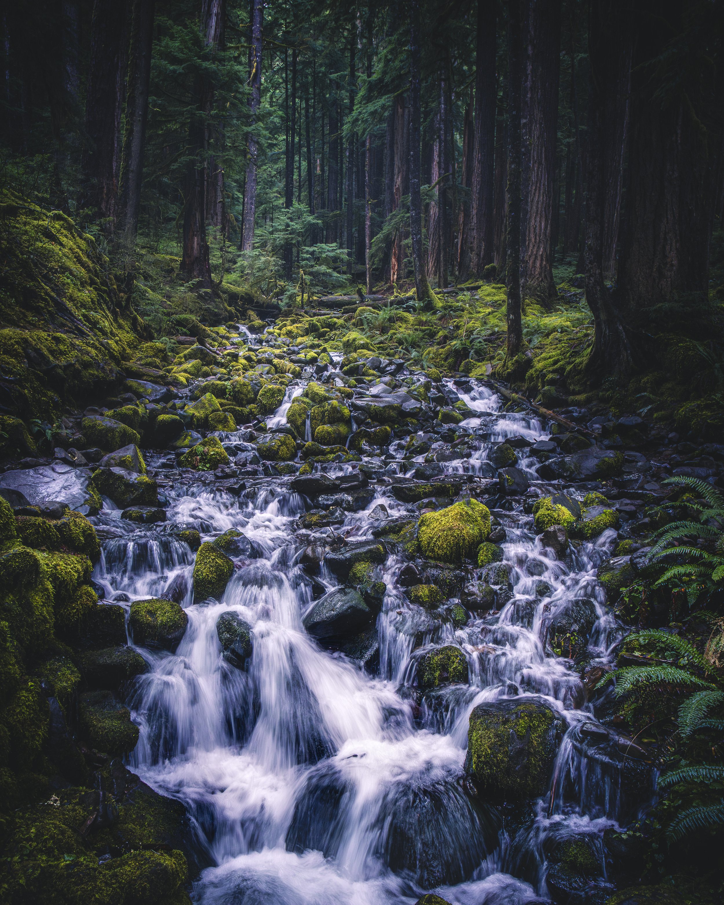A forest creek flowing over moss-covered rocks surrounded by tall trees in a dense forest.