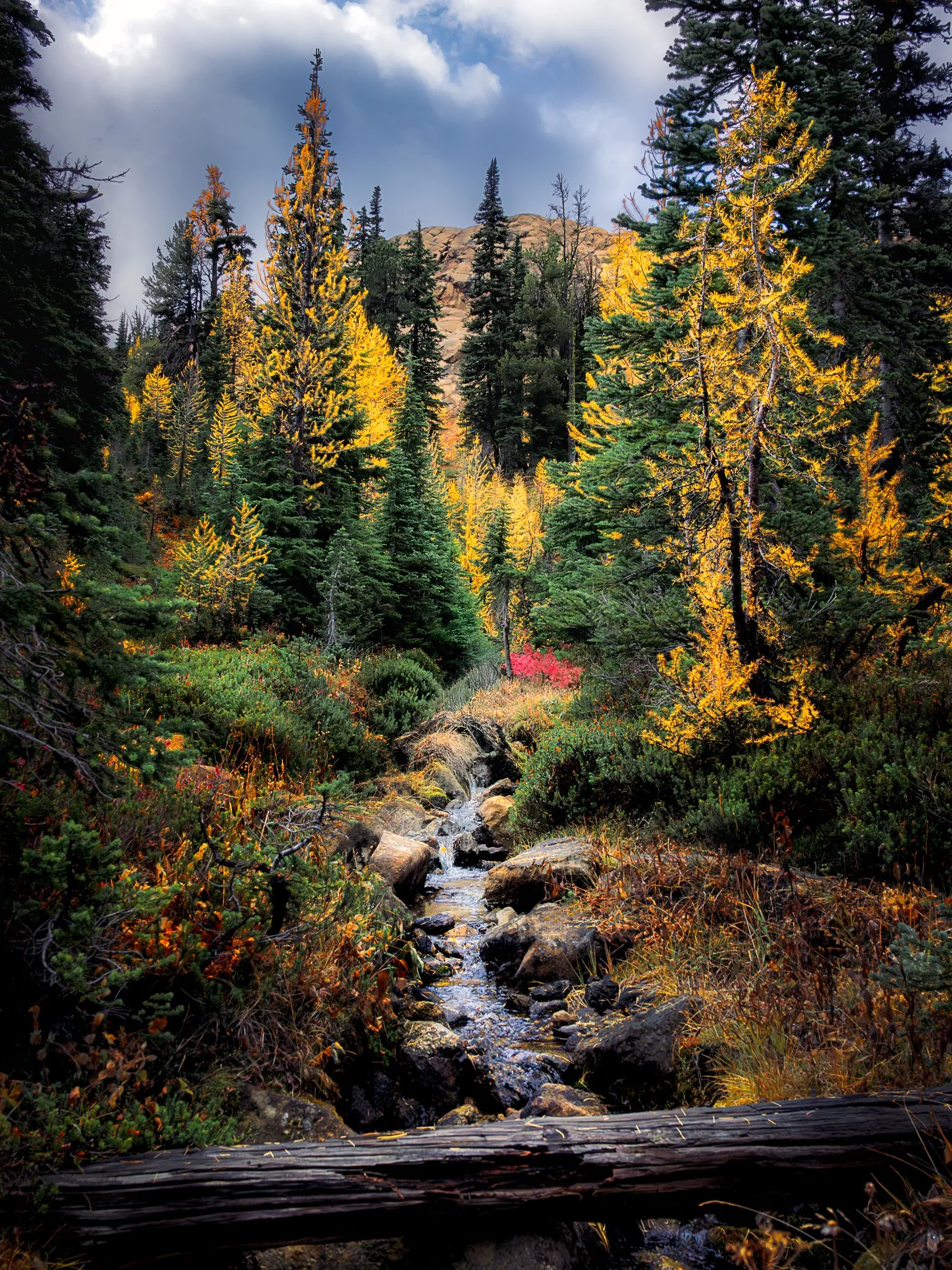 A forest scene with a small stream running through rocks, surrounded by evergreen trees with some yellow and orange leaves, and mountains visible in the background under a partly cloudy sky.