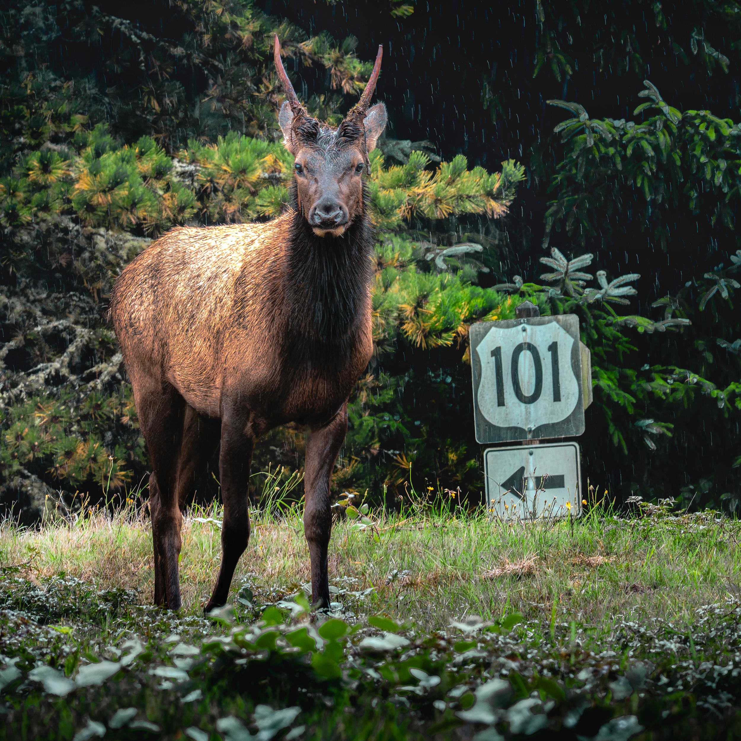 Moose standing in a forested area near a road sign that reads '101' with an arrow pointing left, amidst lush green foliage and rain.