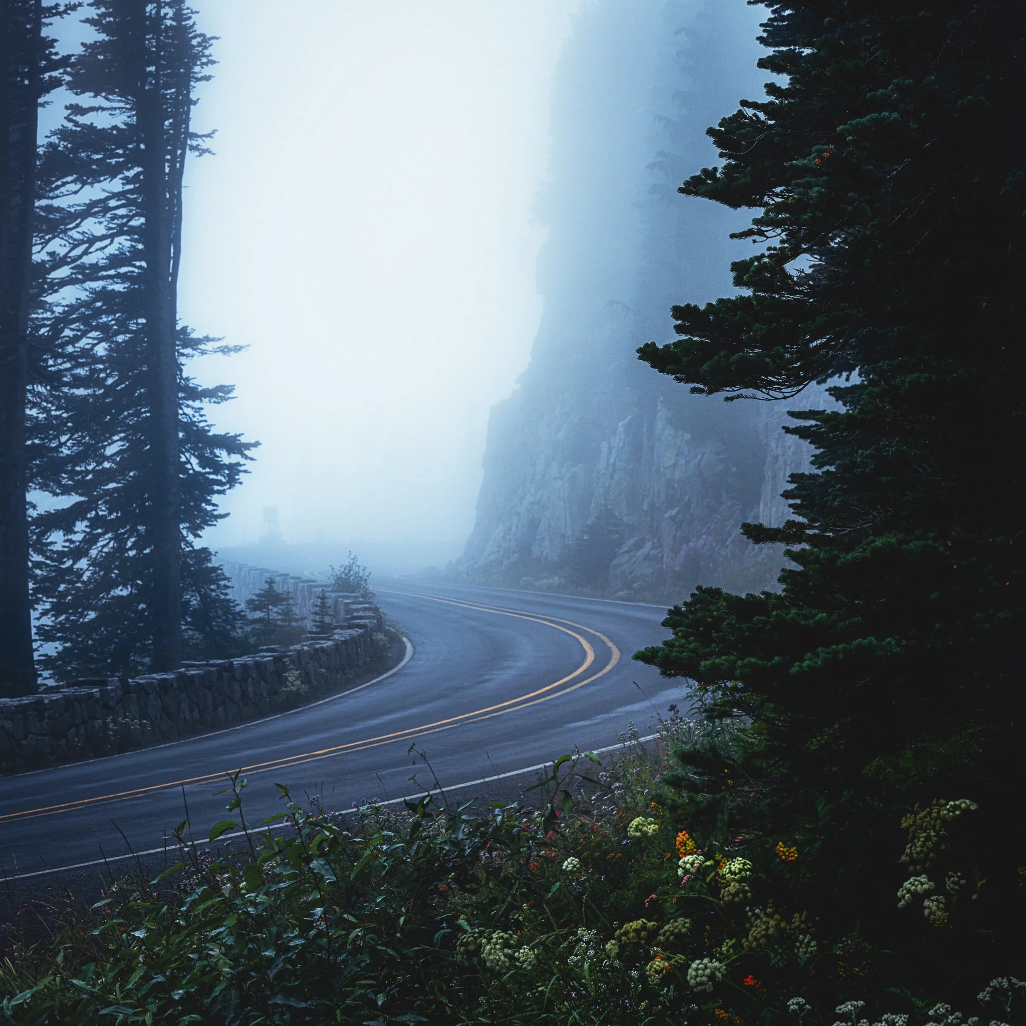 Winding mountain road with fog, tall pine trees, and rocky cliffs.