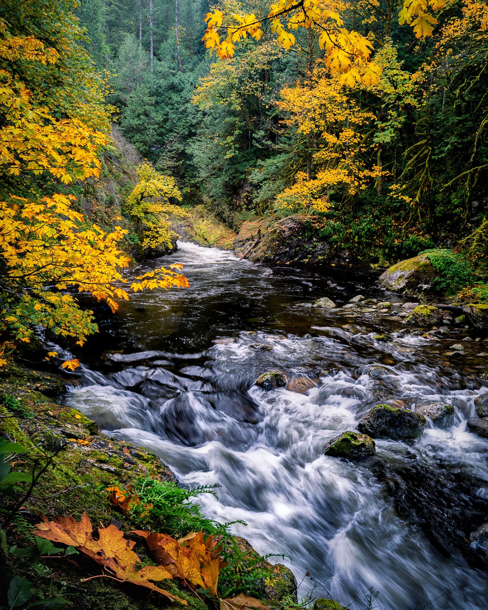 A flowing river surrounded by lush trees with yellow and green leaves, indicating autumn in a forest.