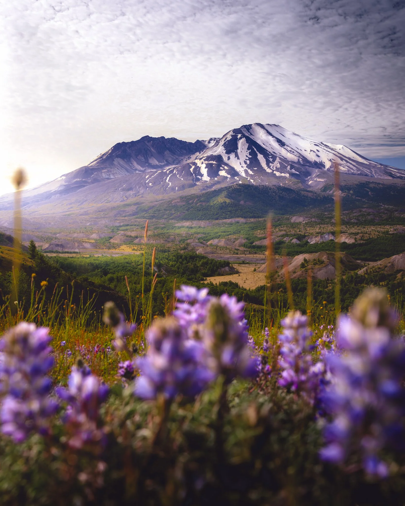 Snow-capped mountain in the distance with a field of purple flowers in the foreground under a cloudy sky.