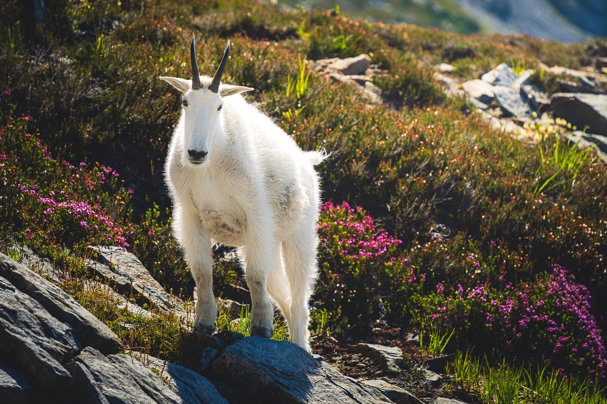 A mountain goat standing on rocky terrain with pink and purple wildflowers and green plants, in a mountainous area.