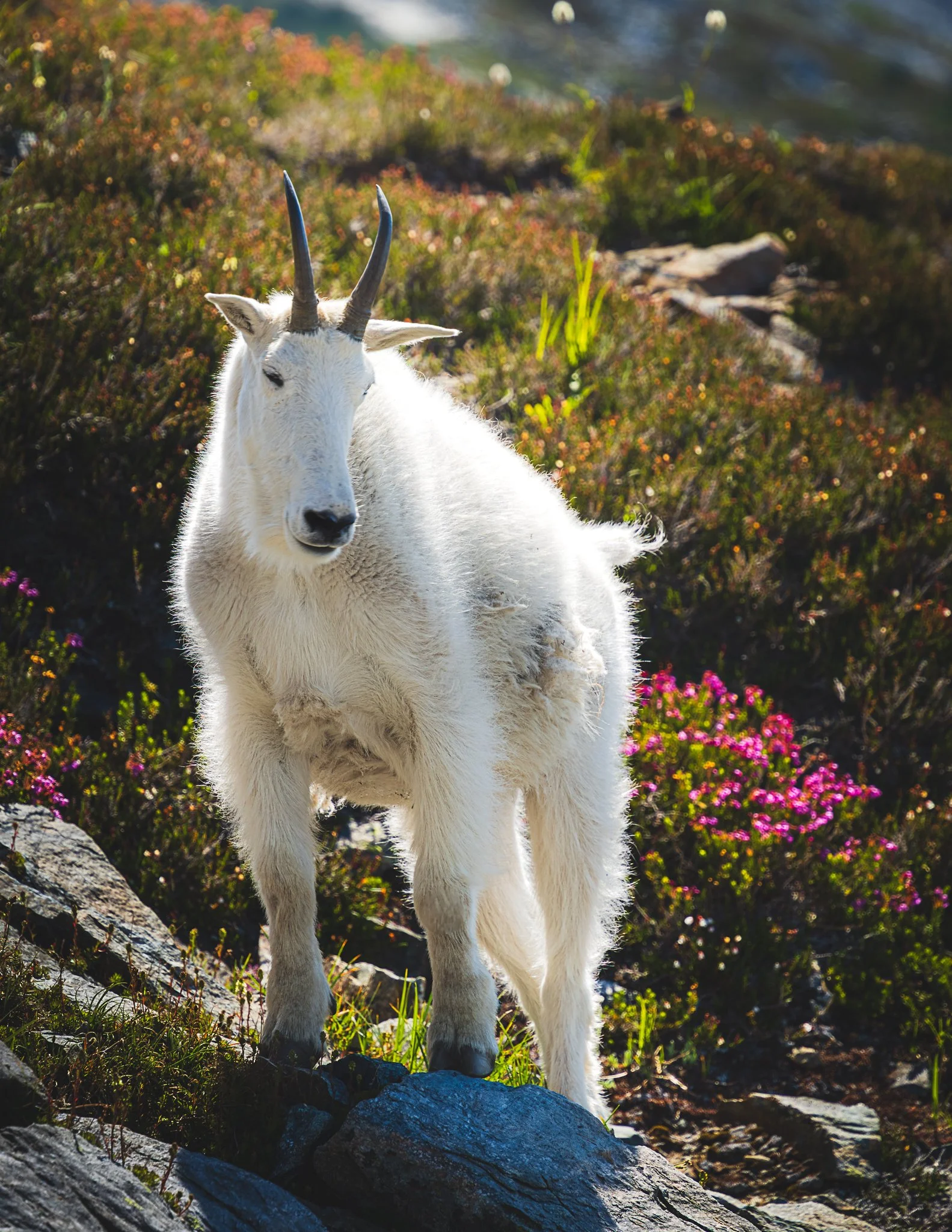 A white mountain goat standing on rocks in a grassy field with pink and purple flowers, and a rocky hillside in the background.