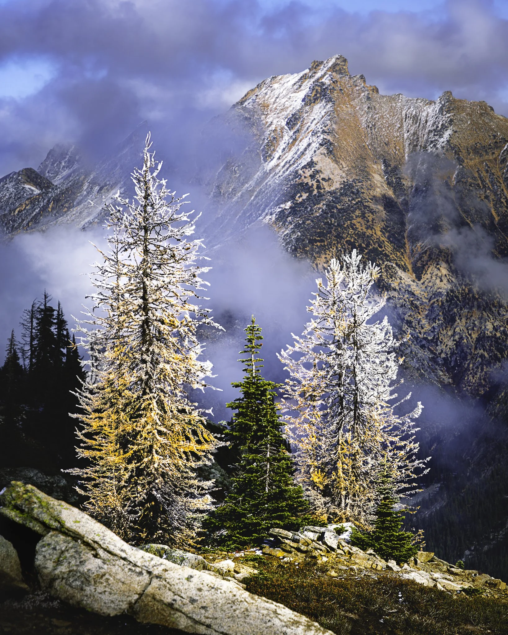 Snow-covered trees in front of a rugged mountain with patches of snow, clouds, and mist.