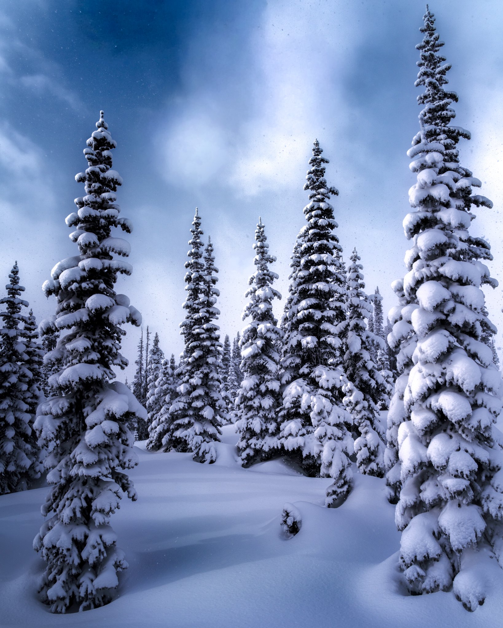 Snow-covered pine trees in a winter forest under a partly cloudy sky