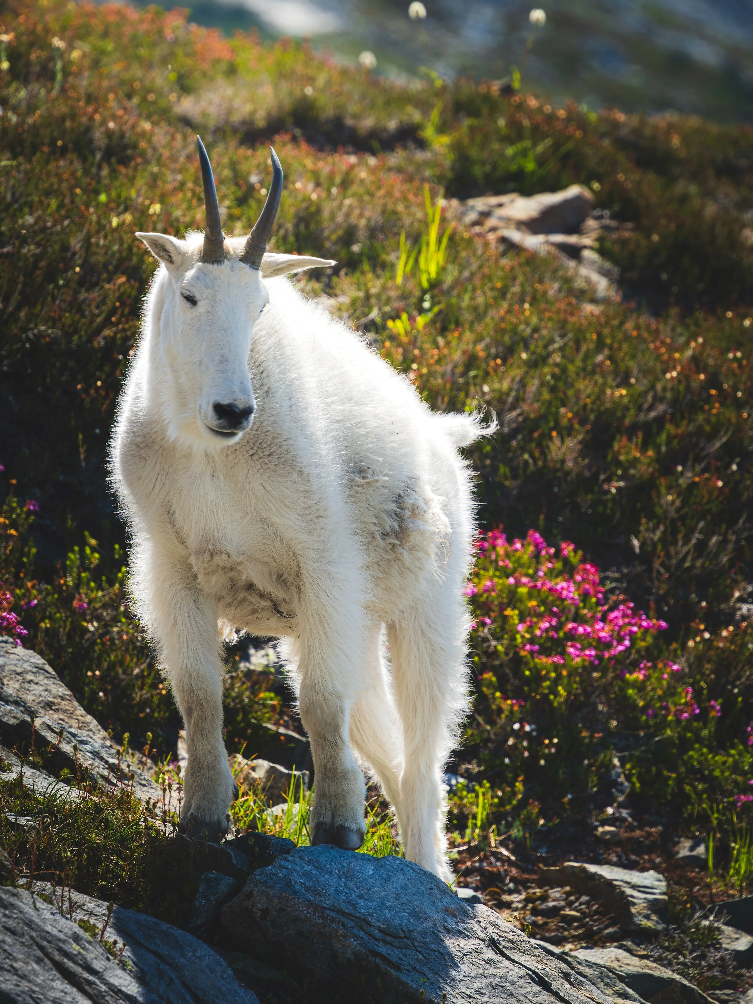 A mountain goat with white fur and curved horns standing on rocky terrain with green and pink vegetation, mountain landscape in the background.