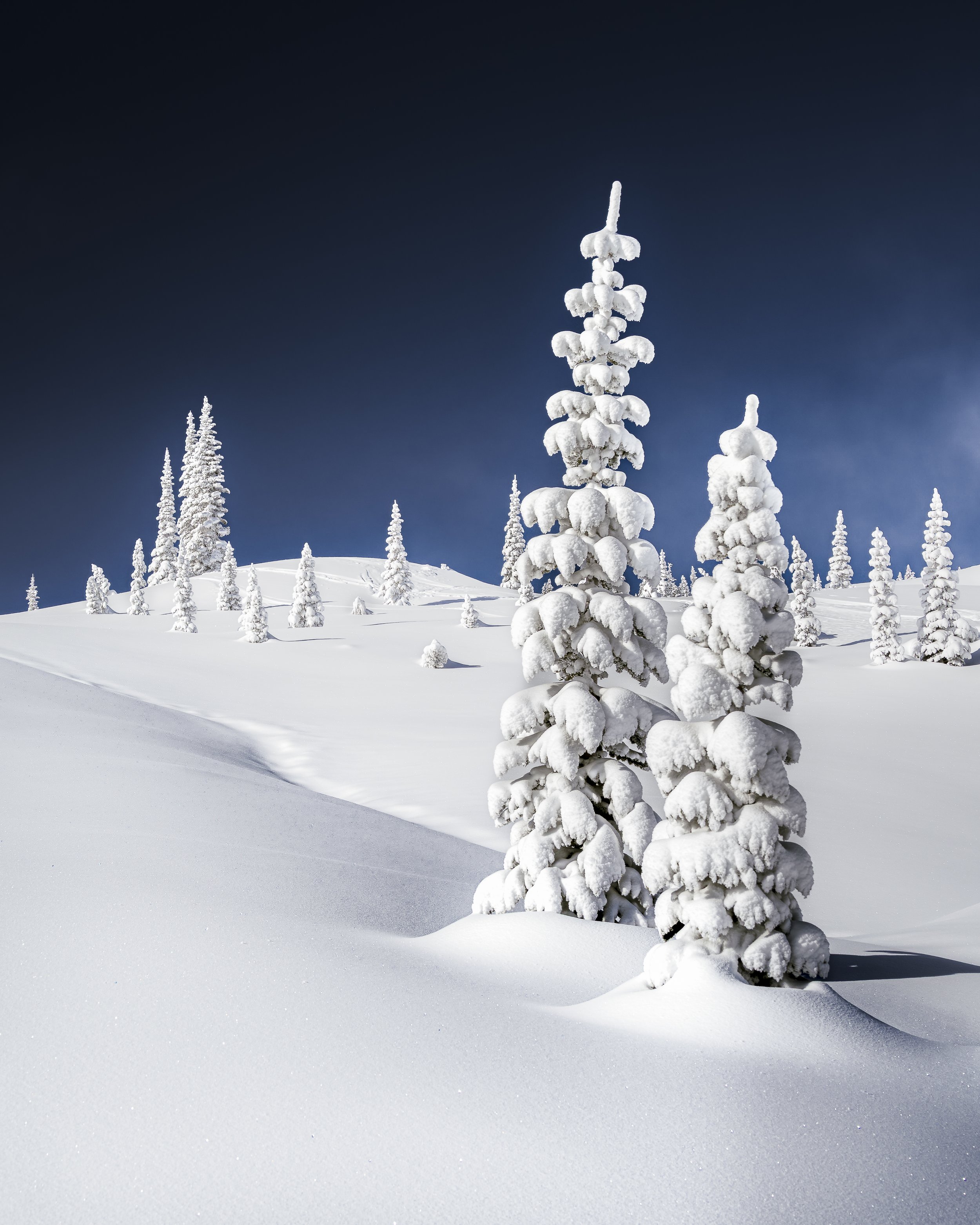 Snow-covered pine trees on a winter landscape under a dark blue sky.