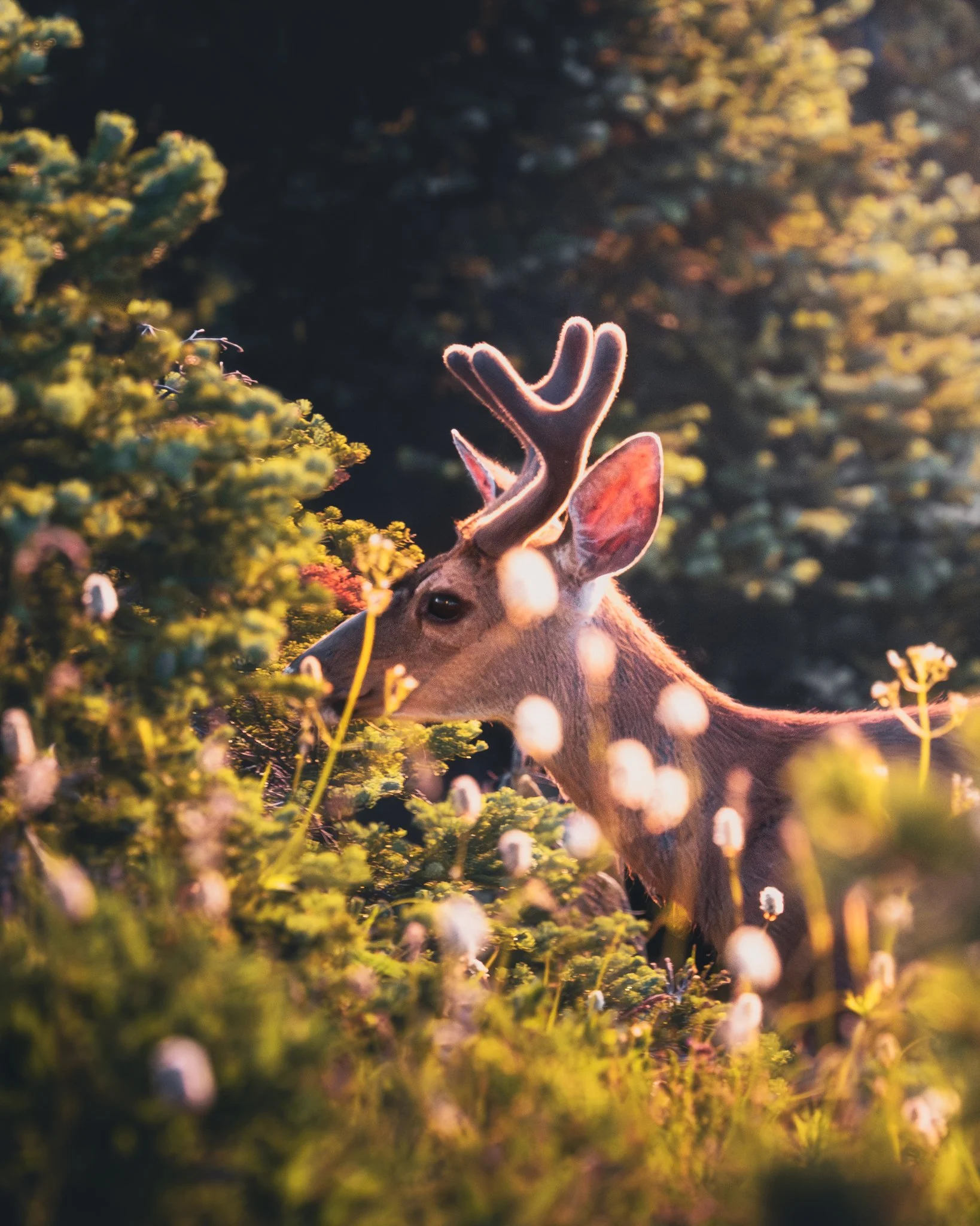 A young reindeer with small antlers grazing among green plants and wildflowers in natural outdoor setting during golden hour.
