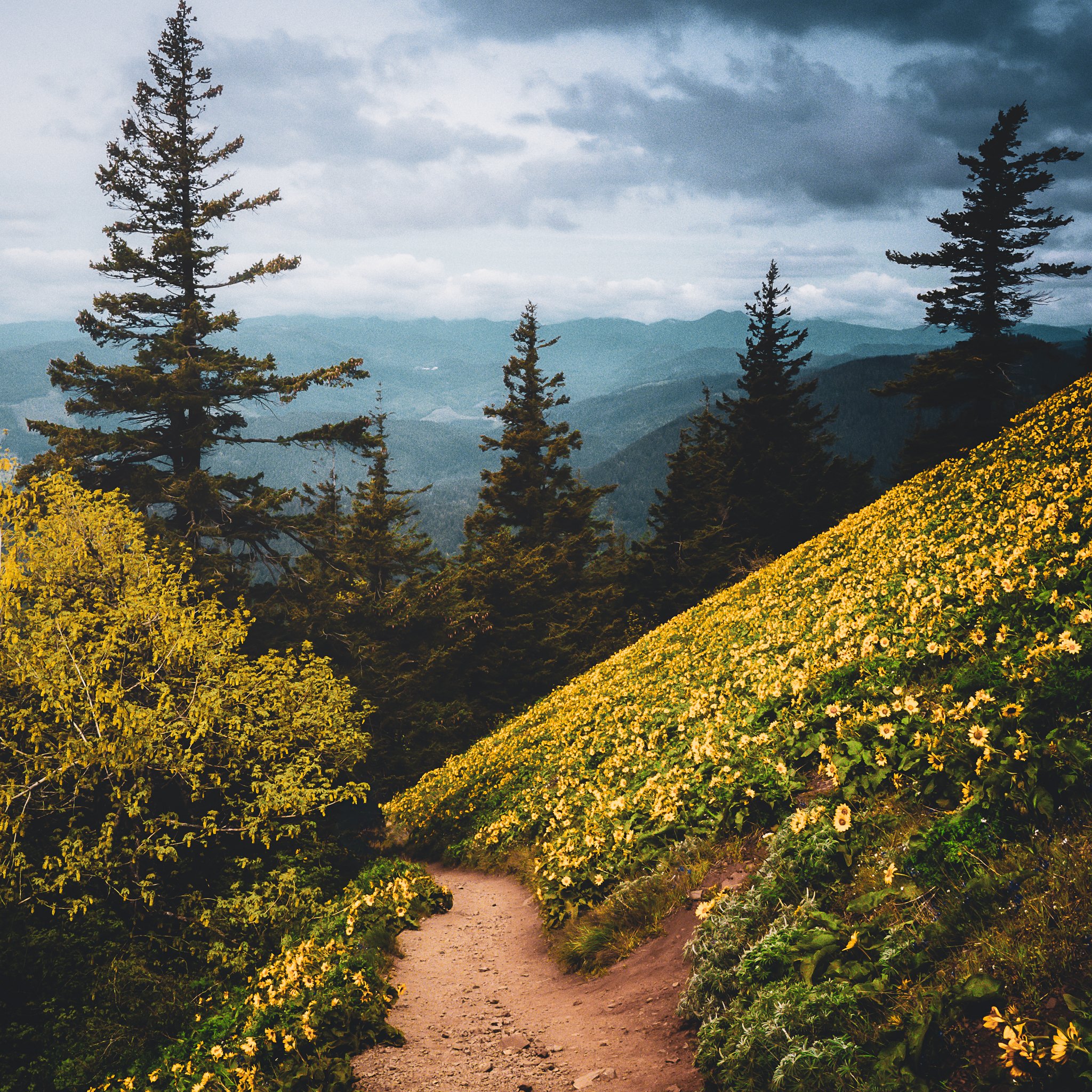A mountain trail winding through a lush forest with tall pine trees and yellow wildflowers, with layered mountain ridges in the distance under a cloudy sky.