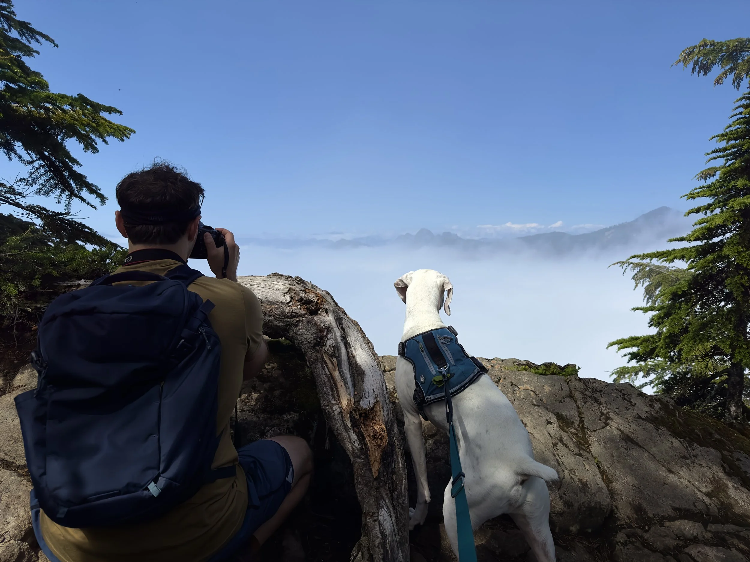 A person with a backpack taking a photo of a white dog with a harness sitting on a rocky ledge, overlooking a foggy mountain landscape with trees and a blue sky.