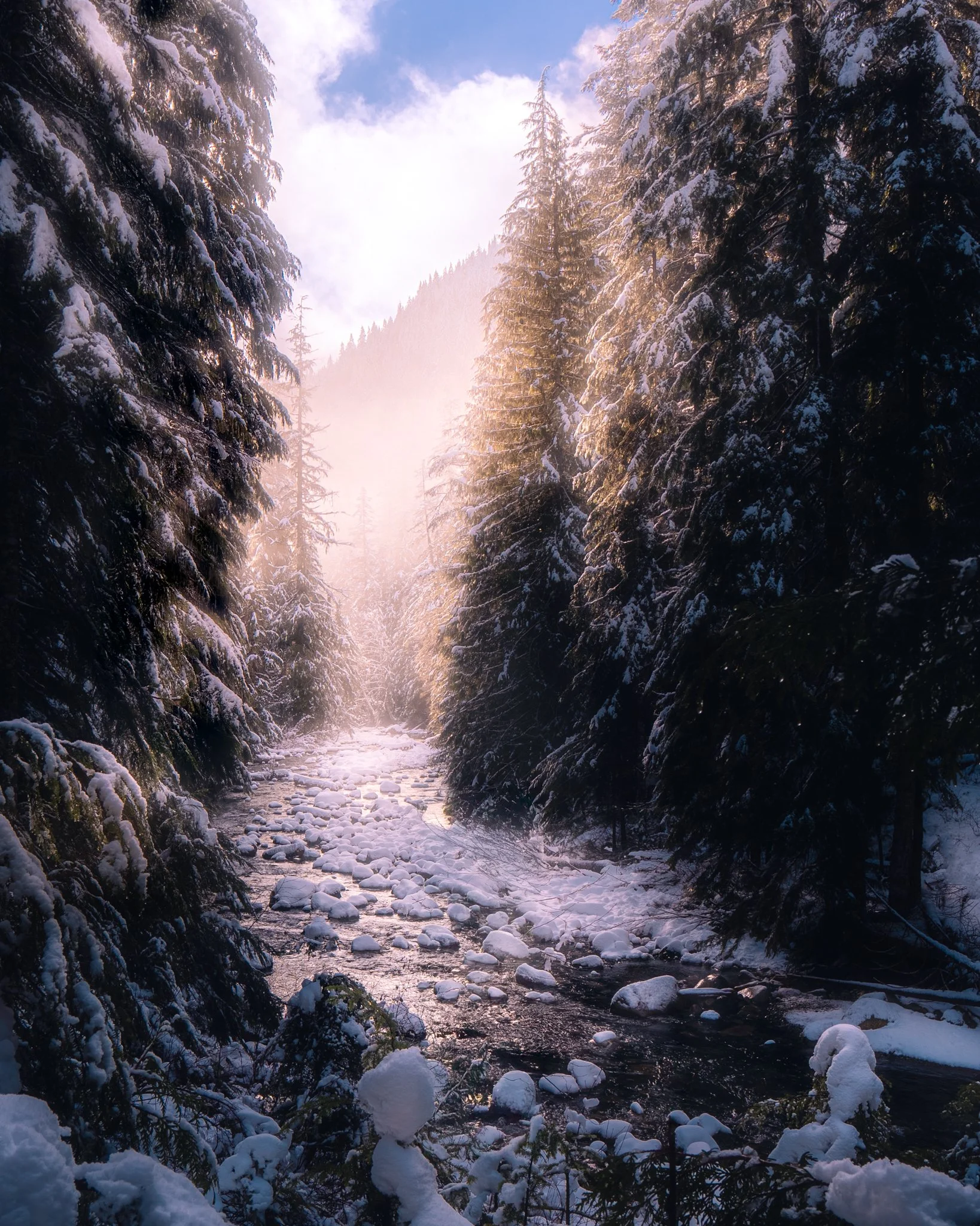 Snow-covered pine trees along a river in a forest during winter, with mountains and a cloudy sky in the background.