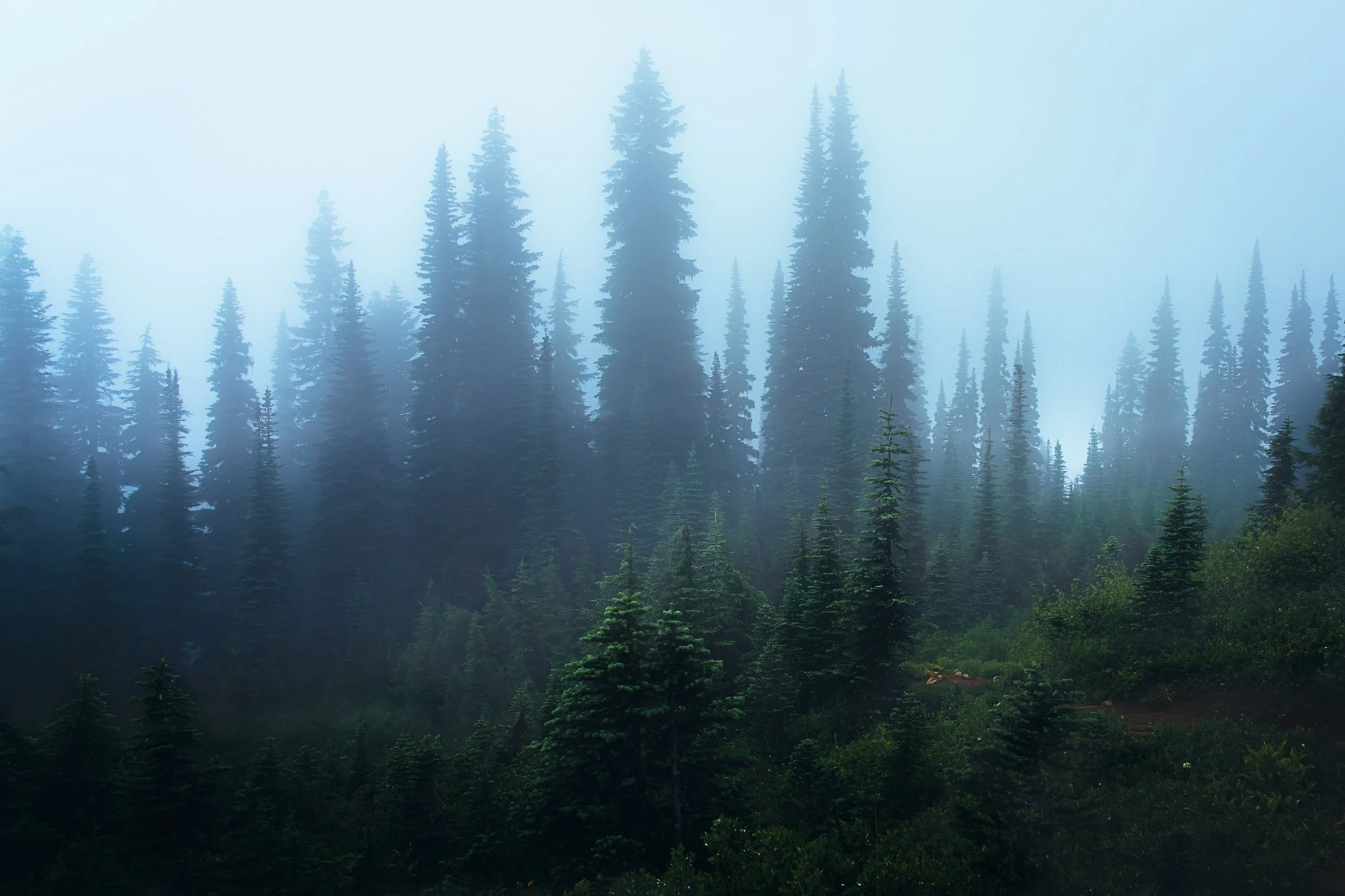Dense foggy forest with tall pine trees and lush greenery.