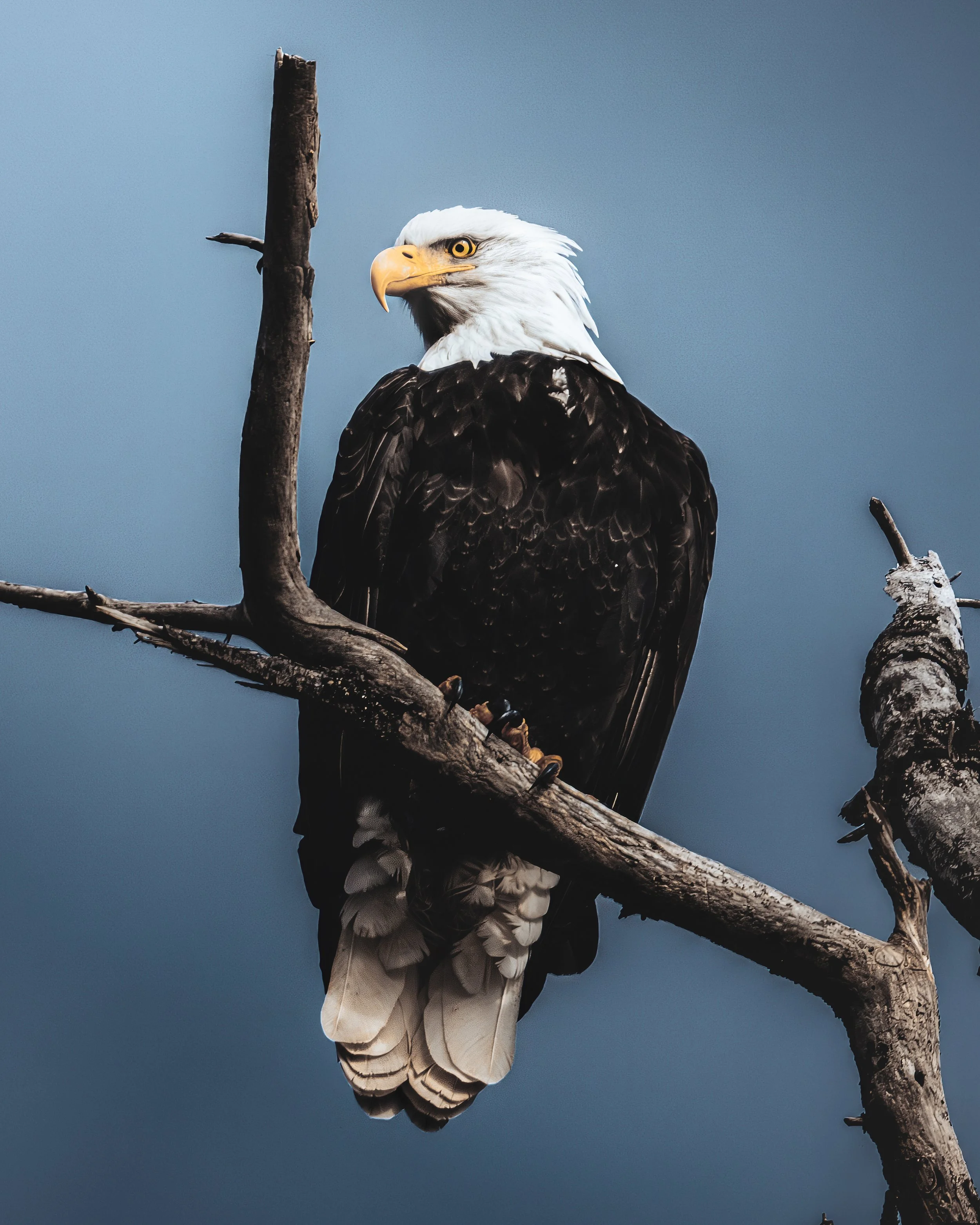 A bald eagle perched on a tree branch against a cloudy sky.