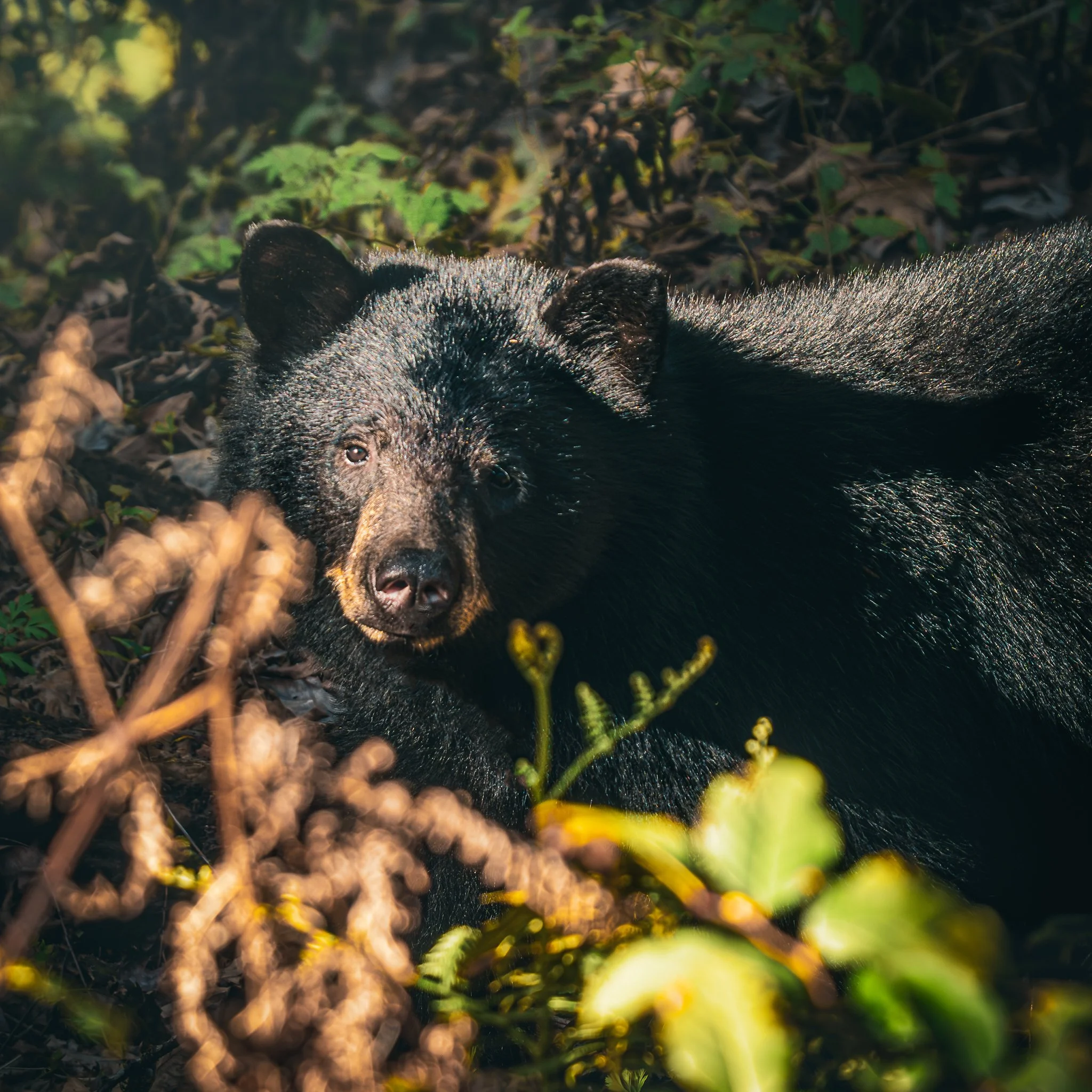 A black bear lying on the forest floor among leaves and plants, looking directly at the camera.