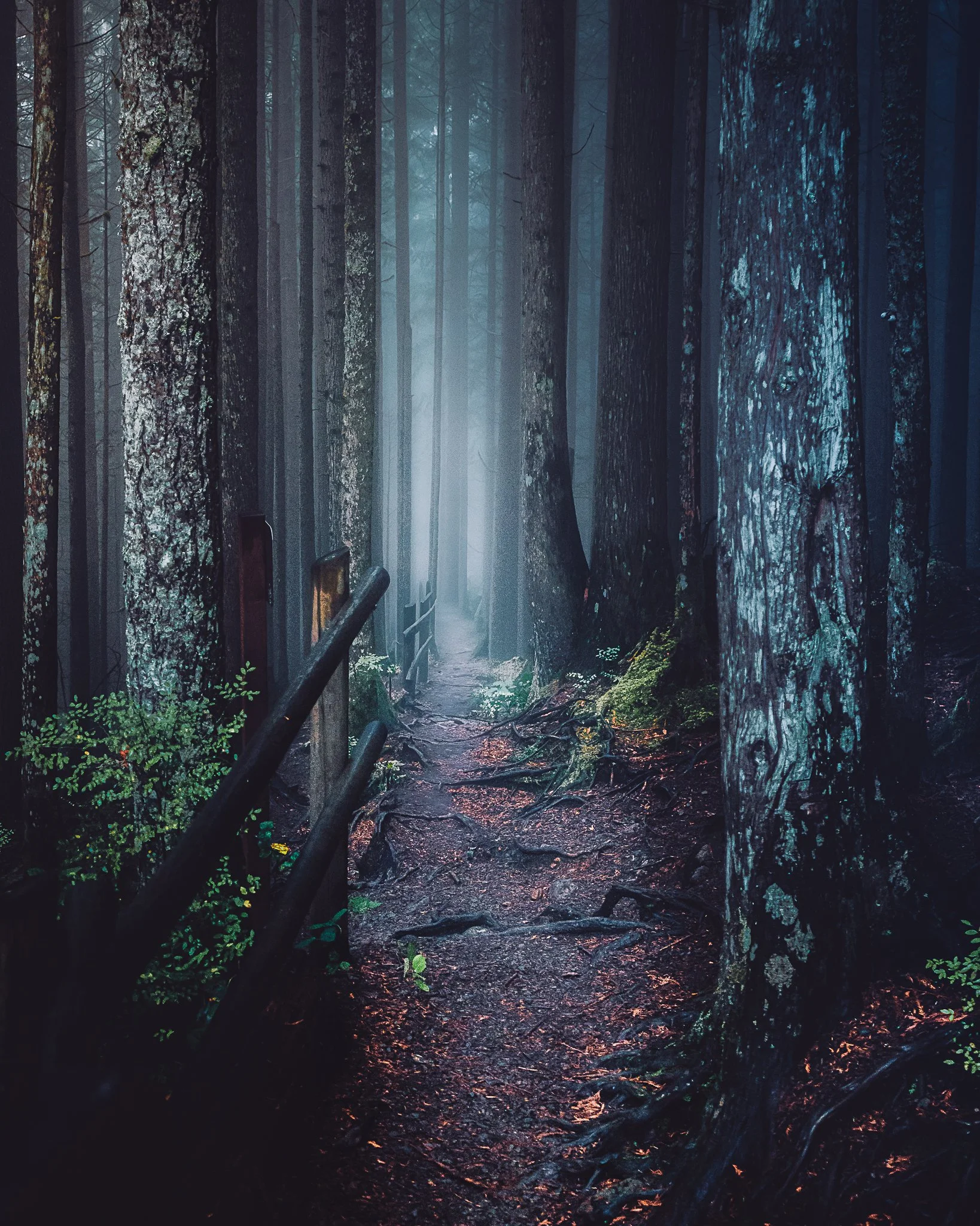 A foggy forest trail surrounded by tall trees with moss-covered trunks and green foliage, with a rustic wooden fence along the path.