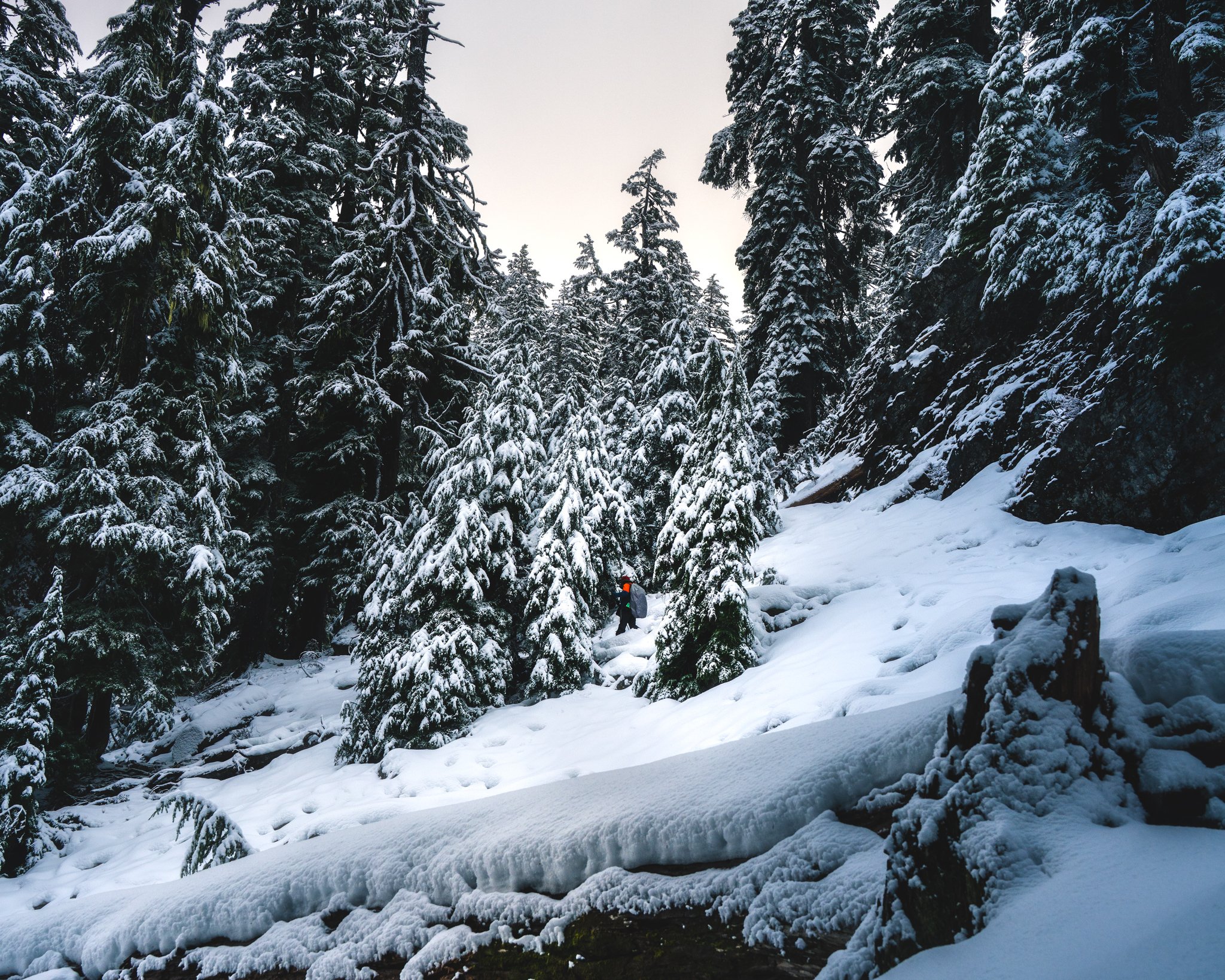 A snowy forest with tall evergreen trees covered in snow and a hiker with a backpack walking through the snow.