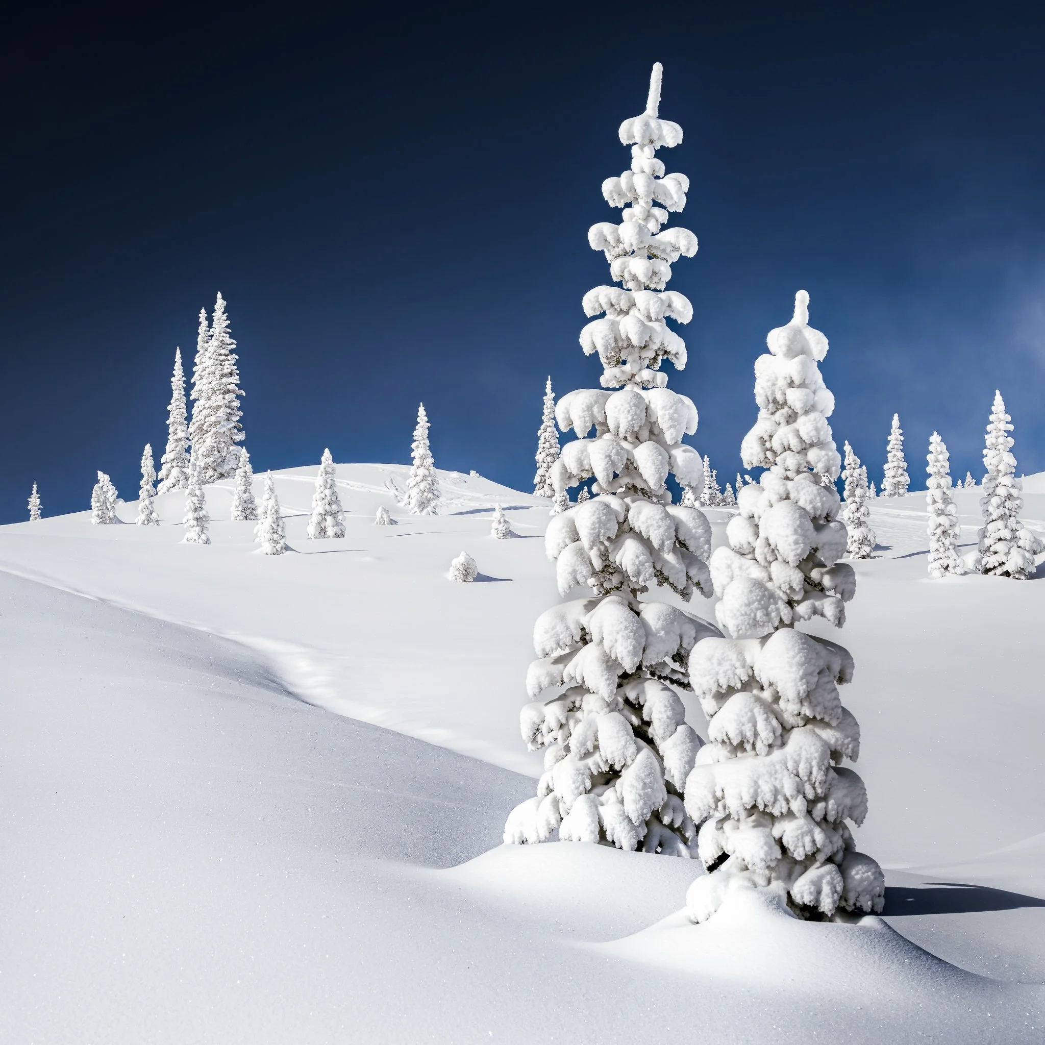 Snow-covered pine trees on a winter landscape under a dark blue sky.