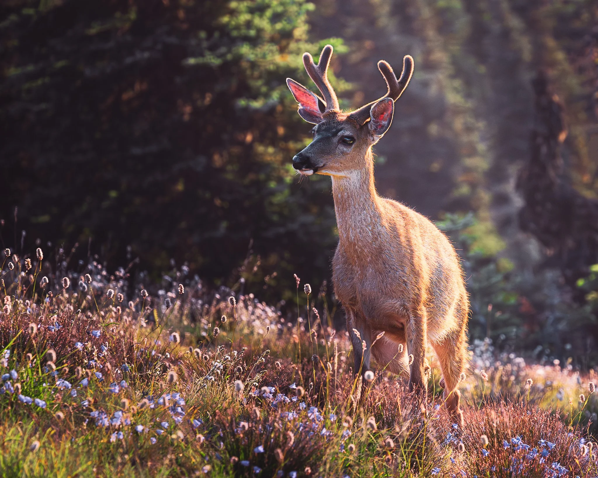 A deer with small antlers standing in a field of wildflowers and grass, with a forest background and sunlight shining through.