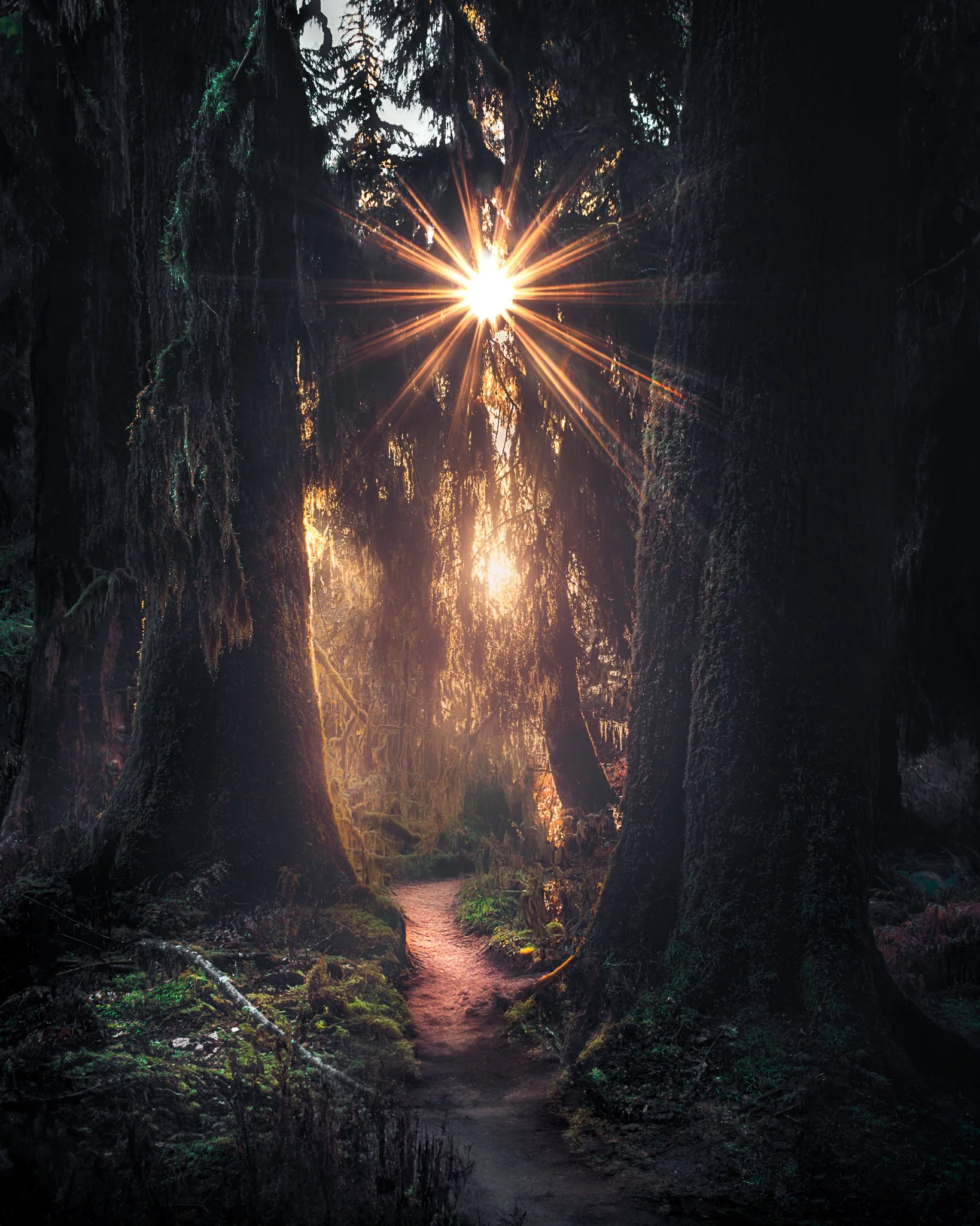 Sunlight shining through dense forest trees, illuminating a winding forest trail.
