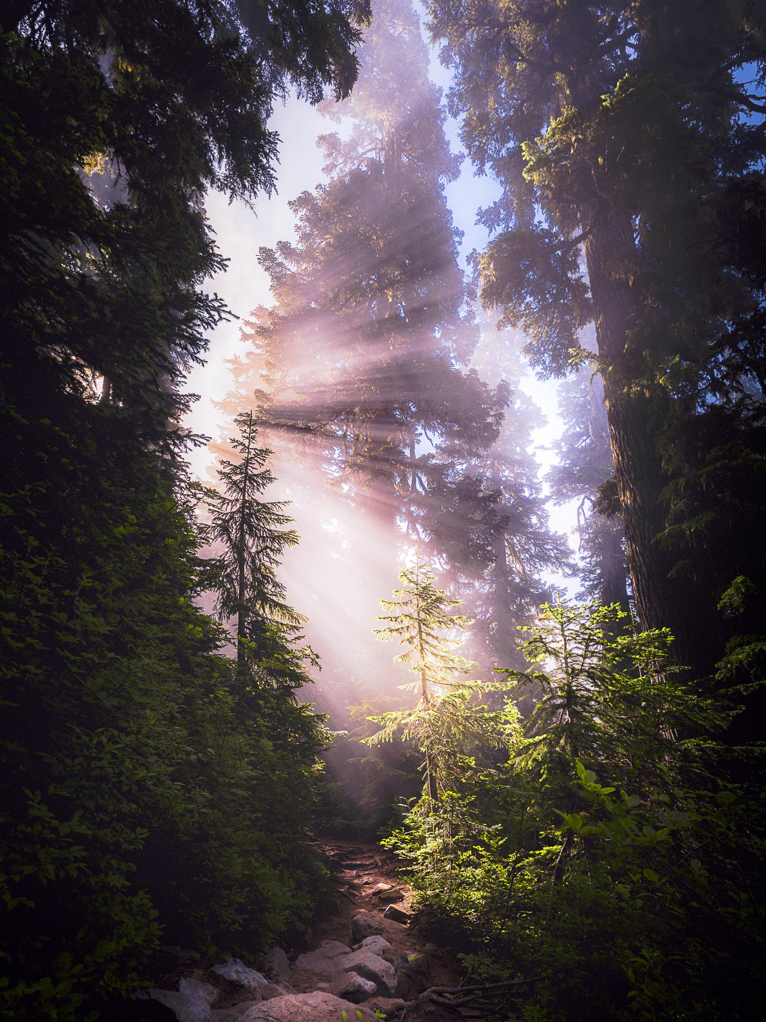 Sunlight filtering through tall evergreen trees in a forest with a rocky dirt trail in the foreground.