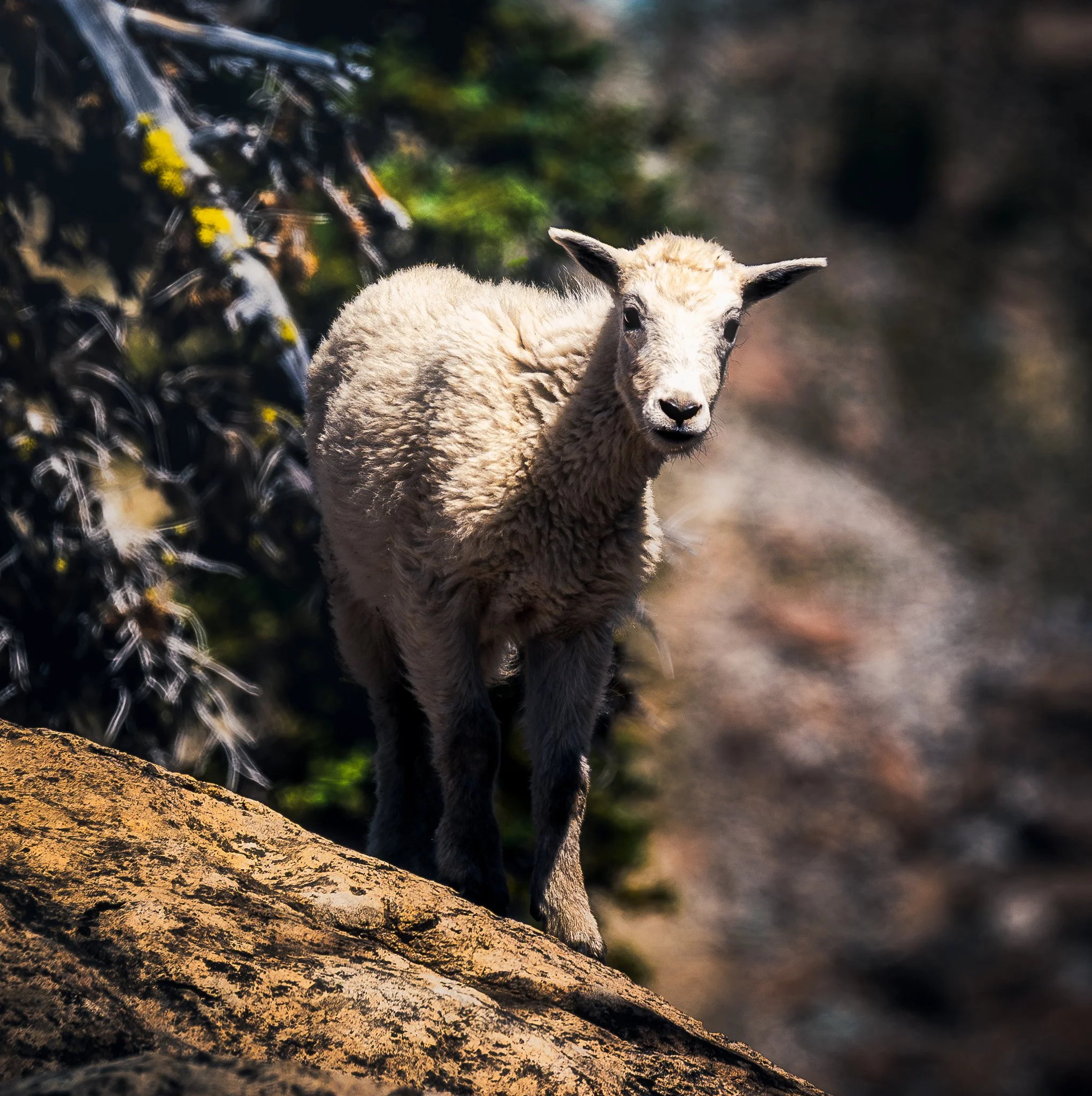 A baby goat standing on a rocky ledge with a blurred natural background.