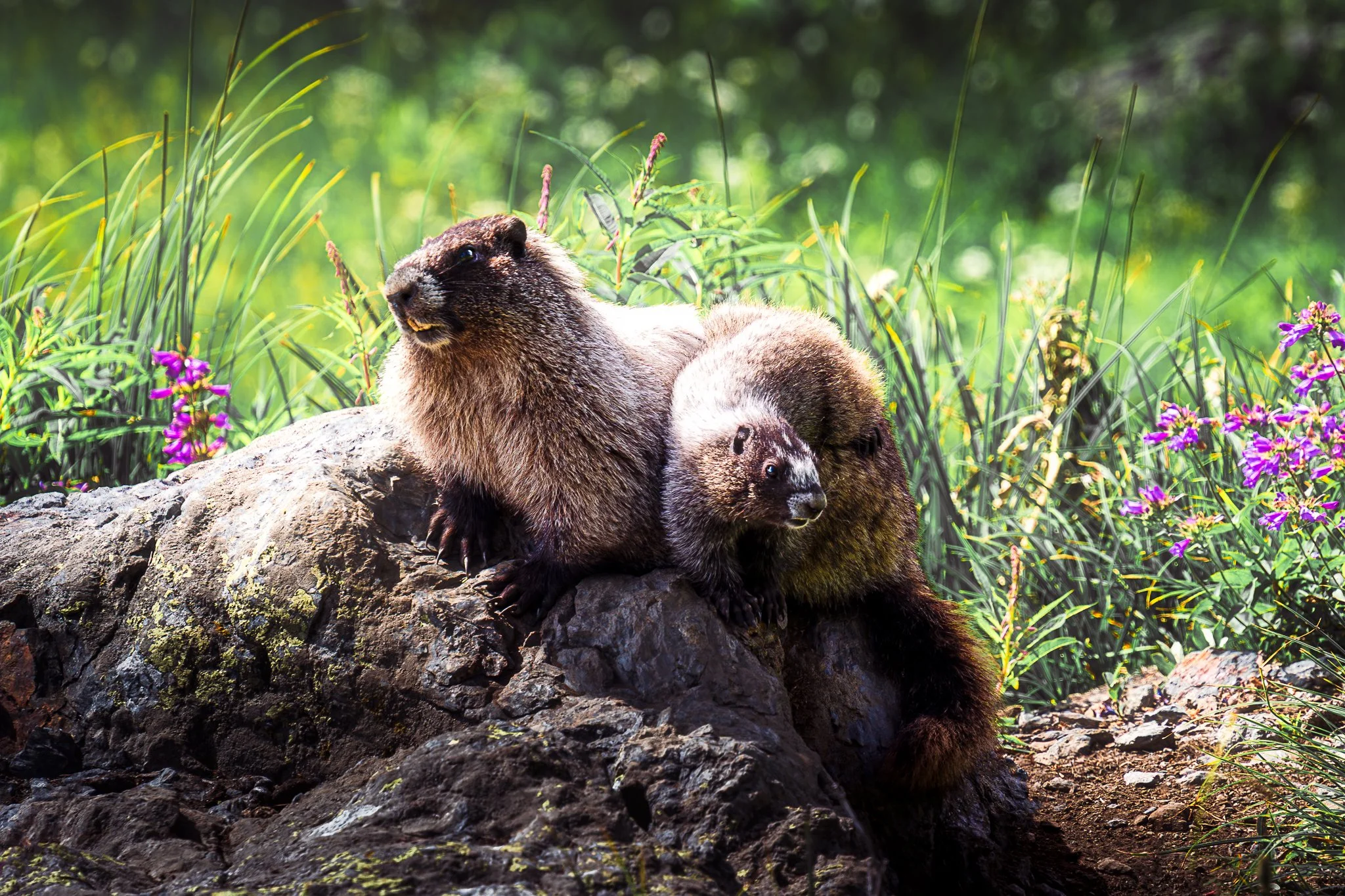 Two marmots sitting on rocks among green grass and purple flowers in a natural outdoor setting.
