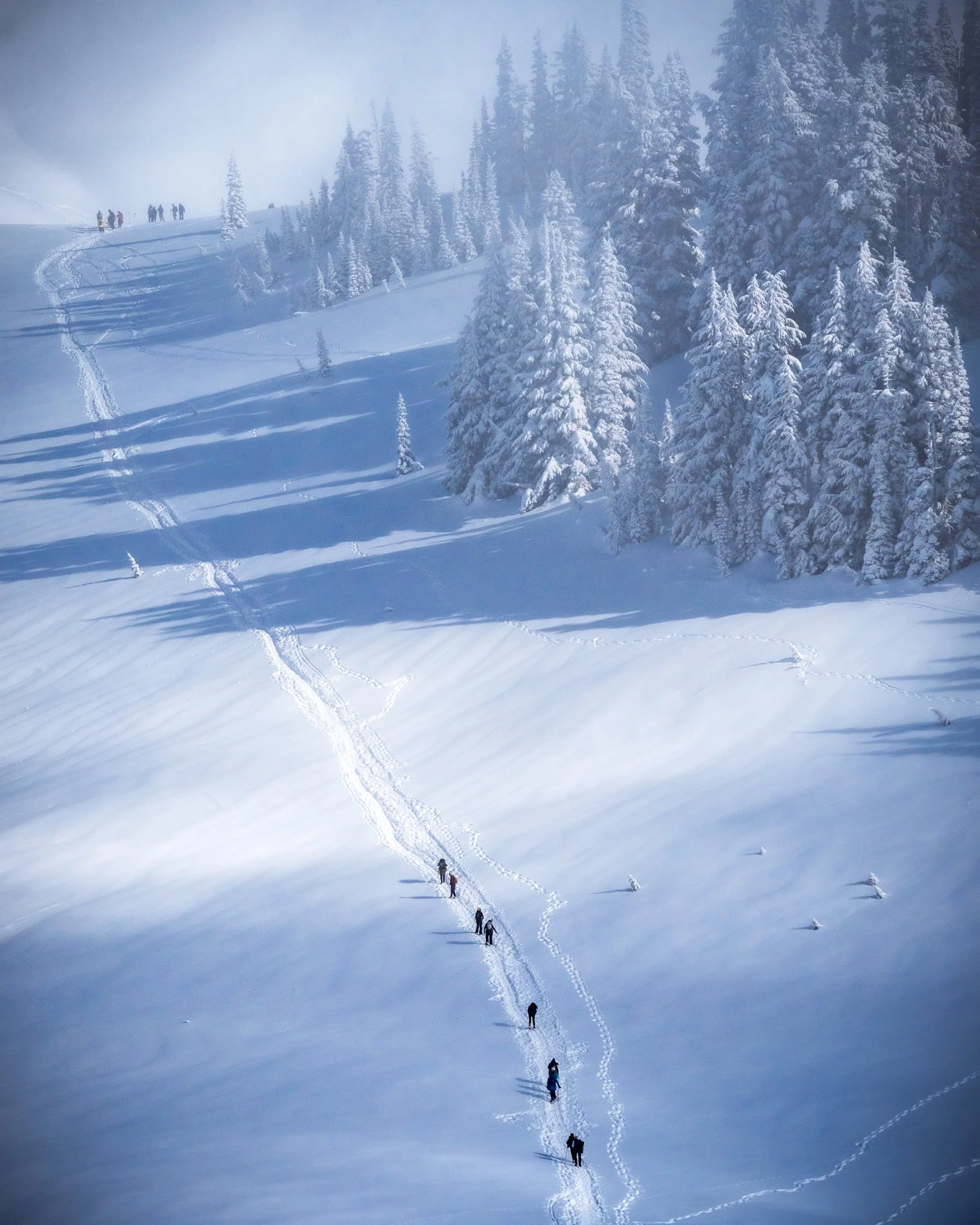 A group of hikers or skiers traveling single file across a snow-covered hillside in a winter forest, with snow-laden pine trees and tracks in the snow.