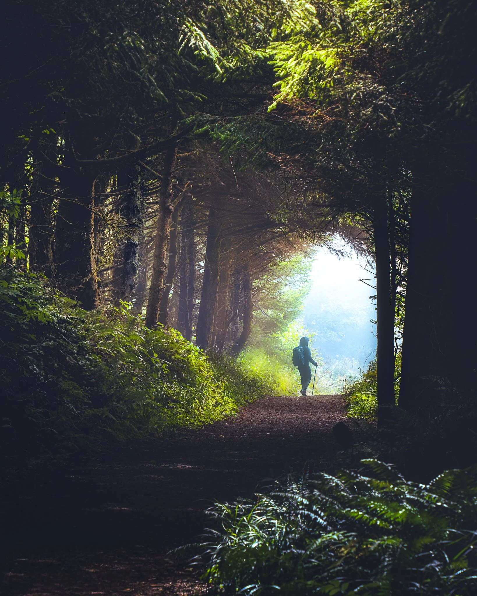 A person hiking on a forest trail surrounded by trees and foliage, with sunlight filtering through the canopy.