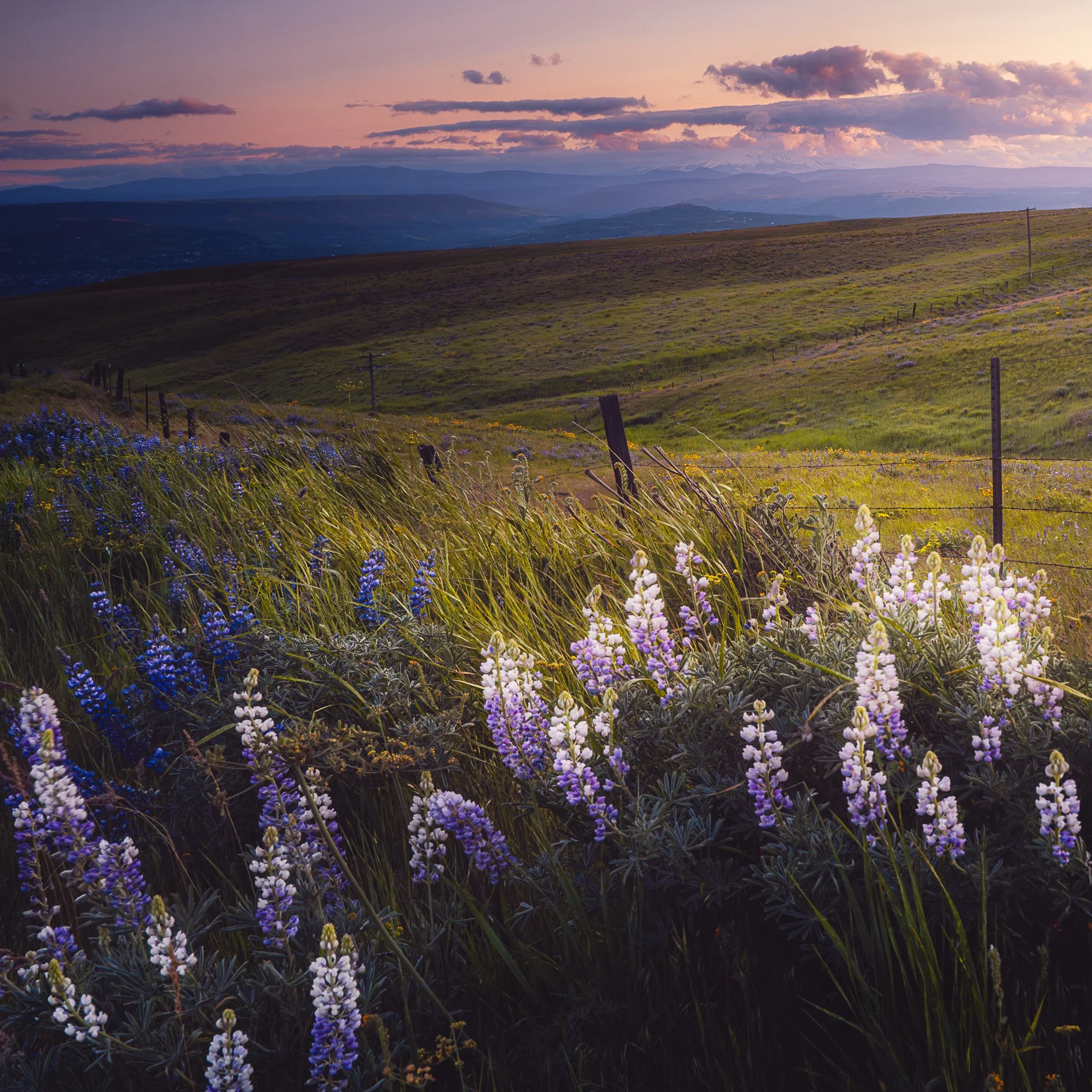 A vibrant sunset over rolling green hills with wildflowers in the foreground, including purple and white lupines, and a fence running along the hillside.