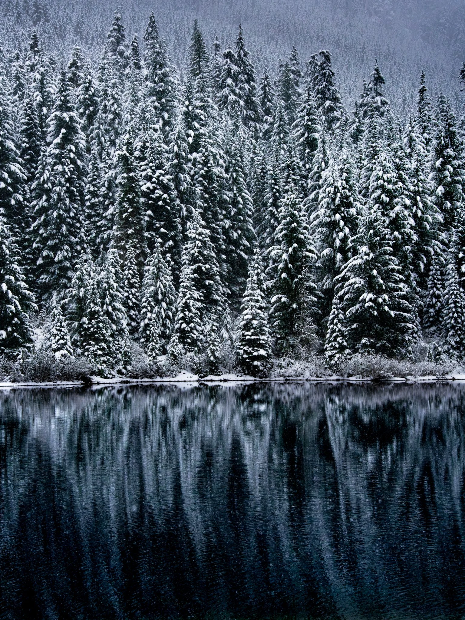 Snow-covered pine trees along a body of water, with their reflection visible in the calm water surface.