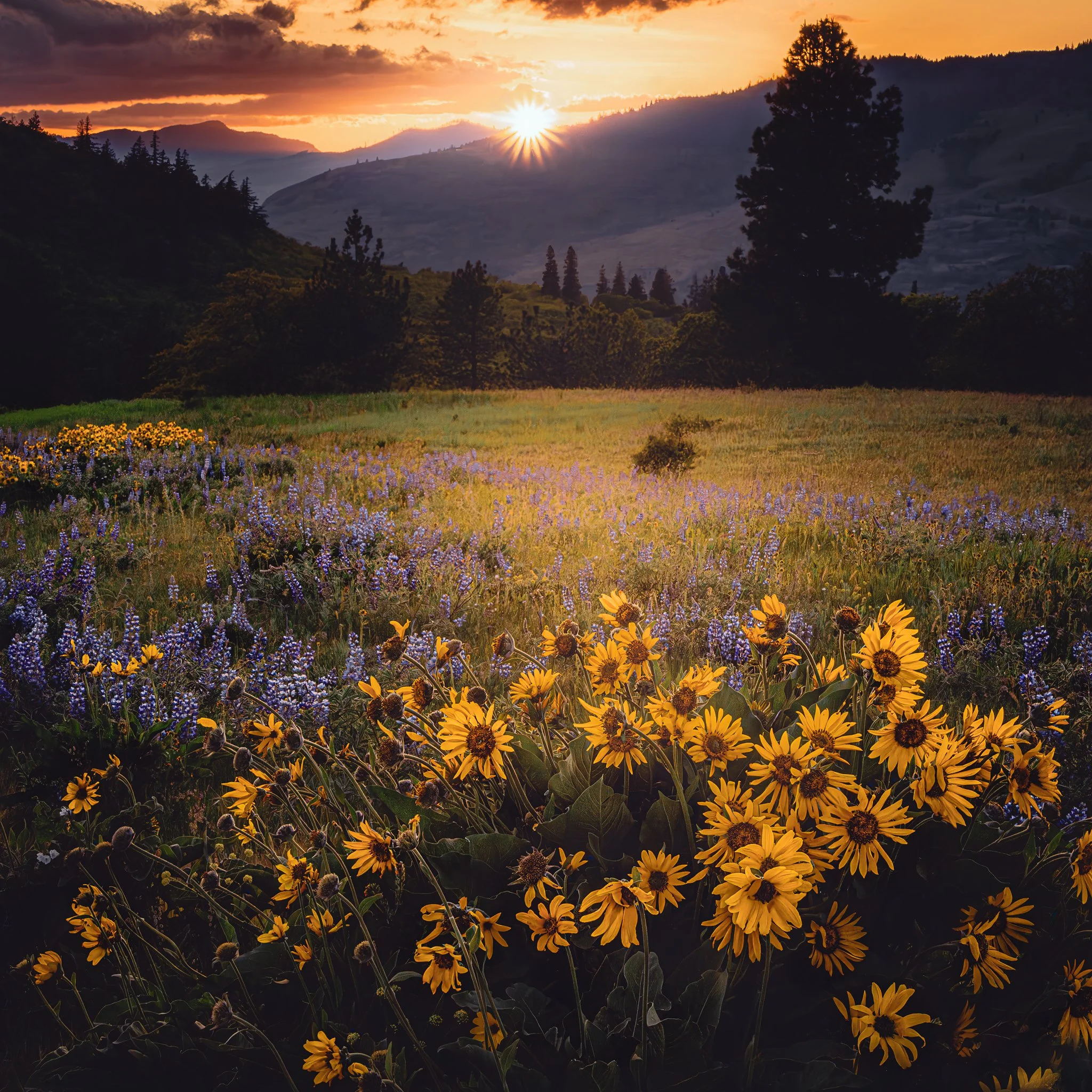 Sunset over a mountain landscape with a colorful field of yellow and purple wildflowers in the foreground.