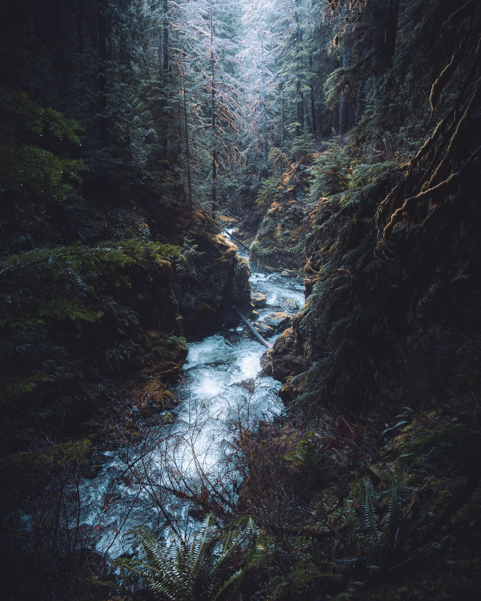 A dense forest with tall trees and a flowing creek surrounded by mossy rocks and ferns.