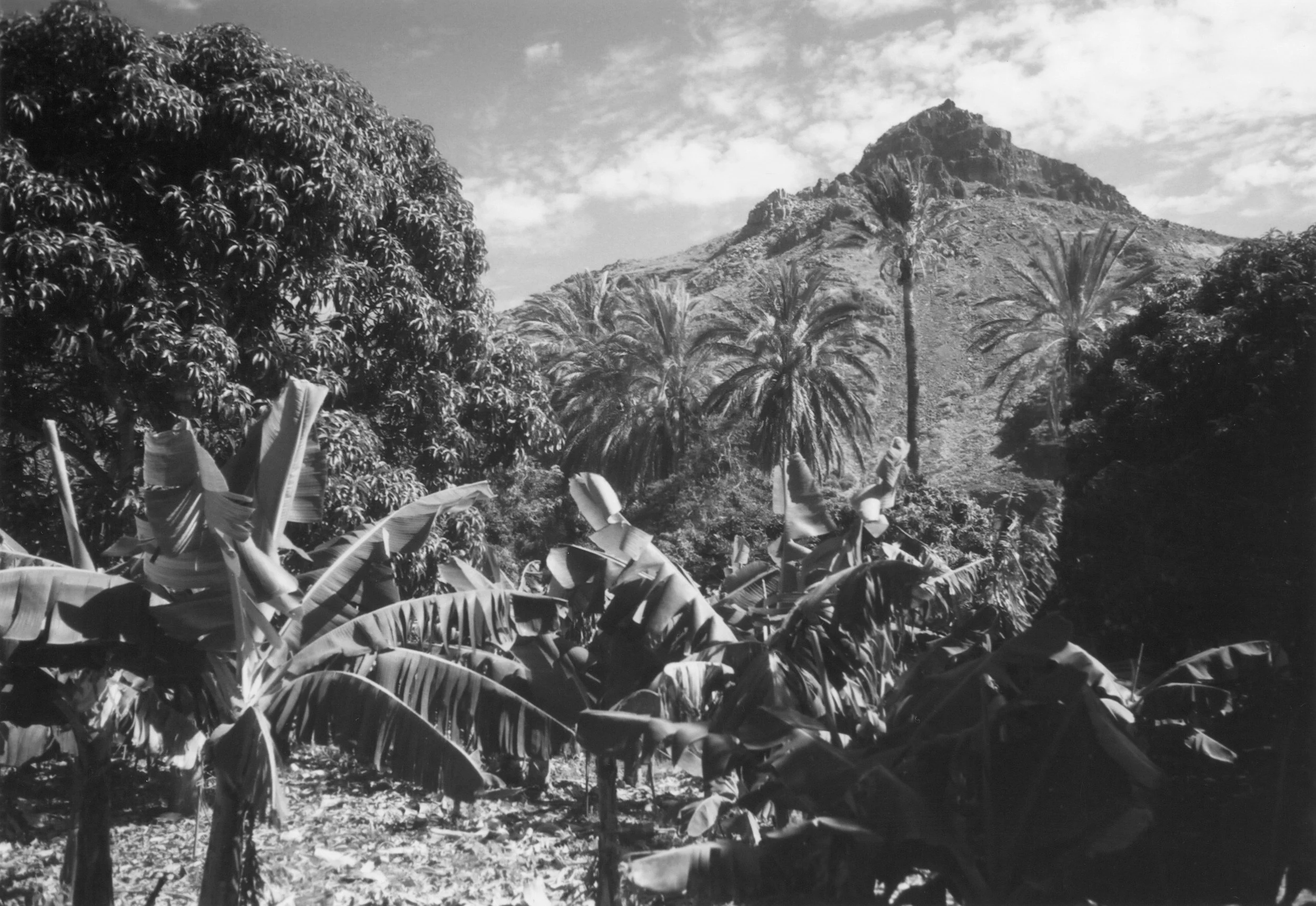 black and white photo of a tropical mountain with banana trees
