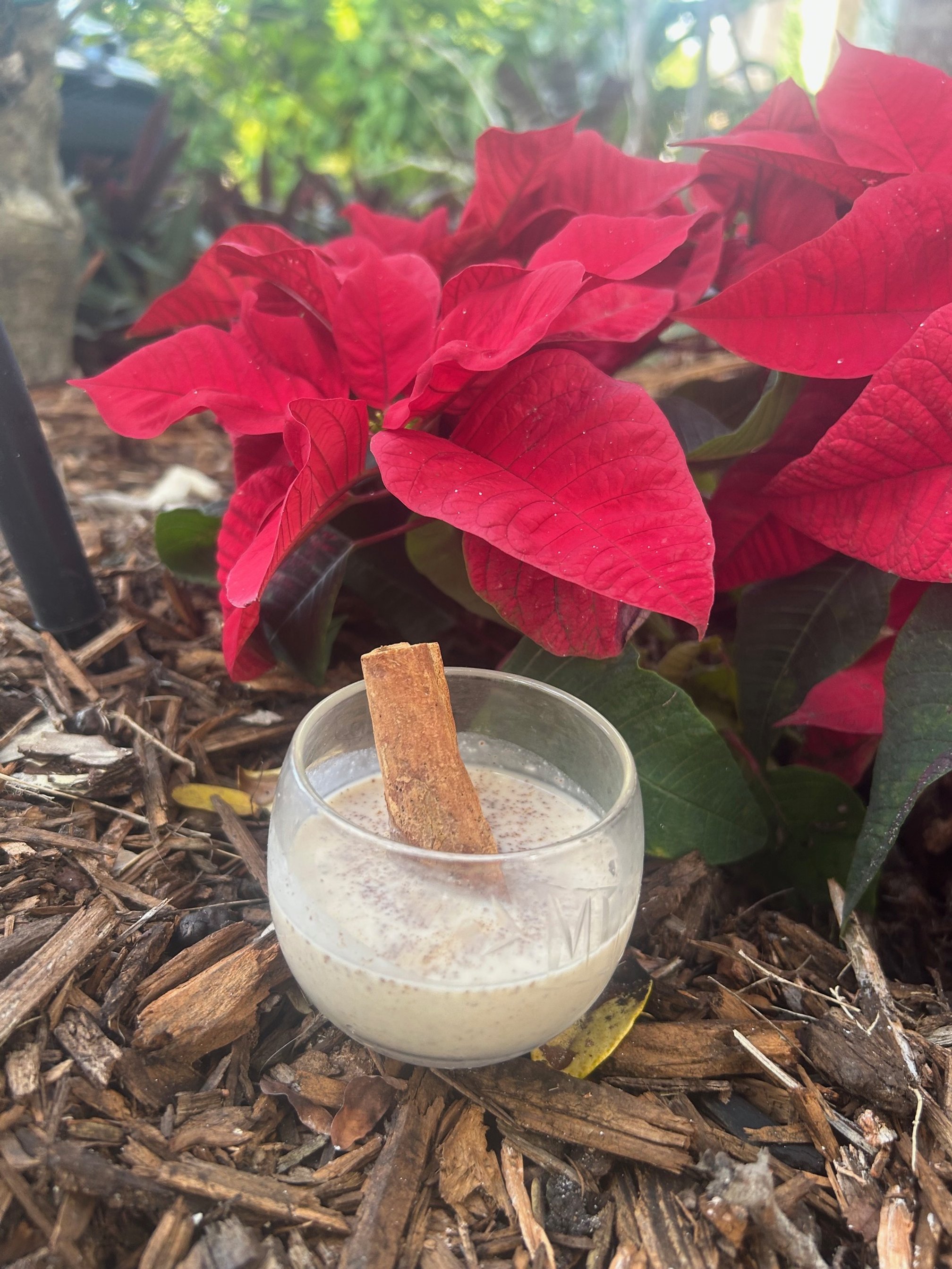 coquito en una copa con canela en el suelo. atrás, una pascua.