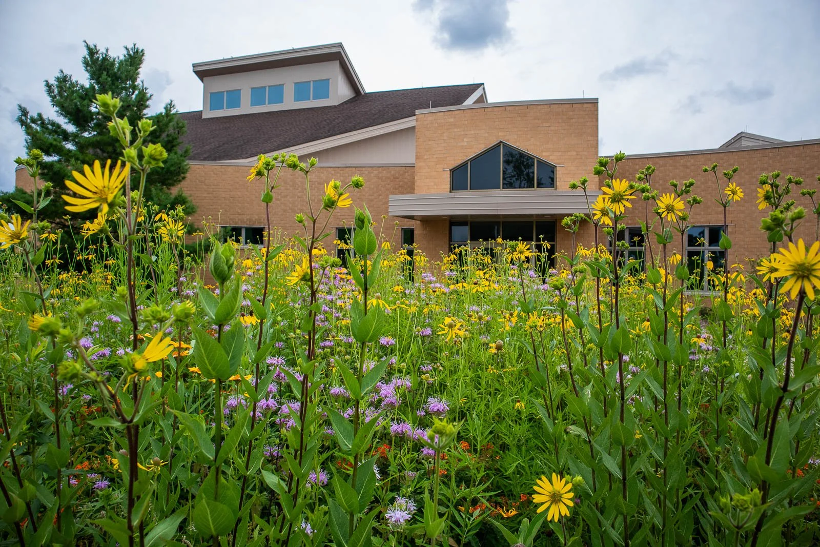 A modern building with beige brick exterior and large windows, surrounded by a lush green garden filled with yellow and purple wildflowers.