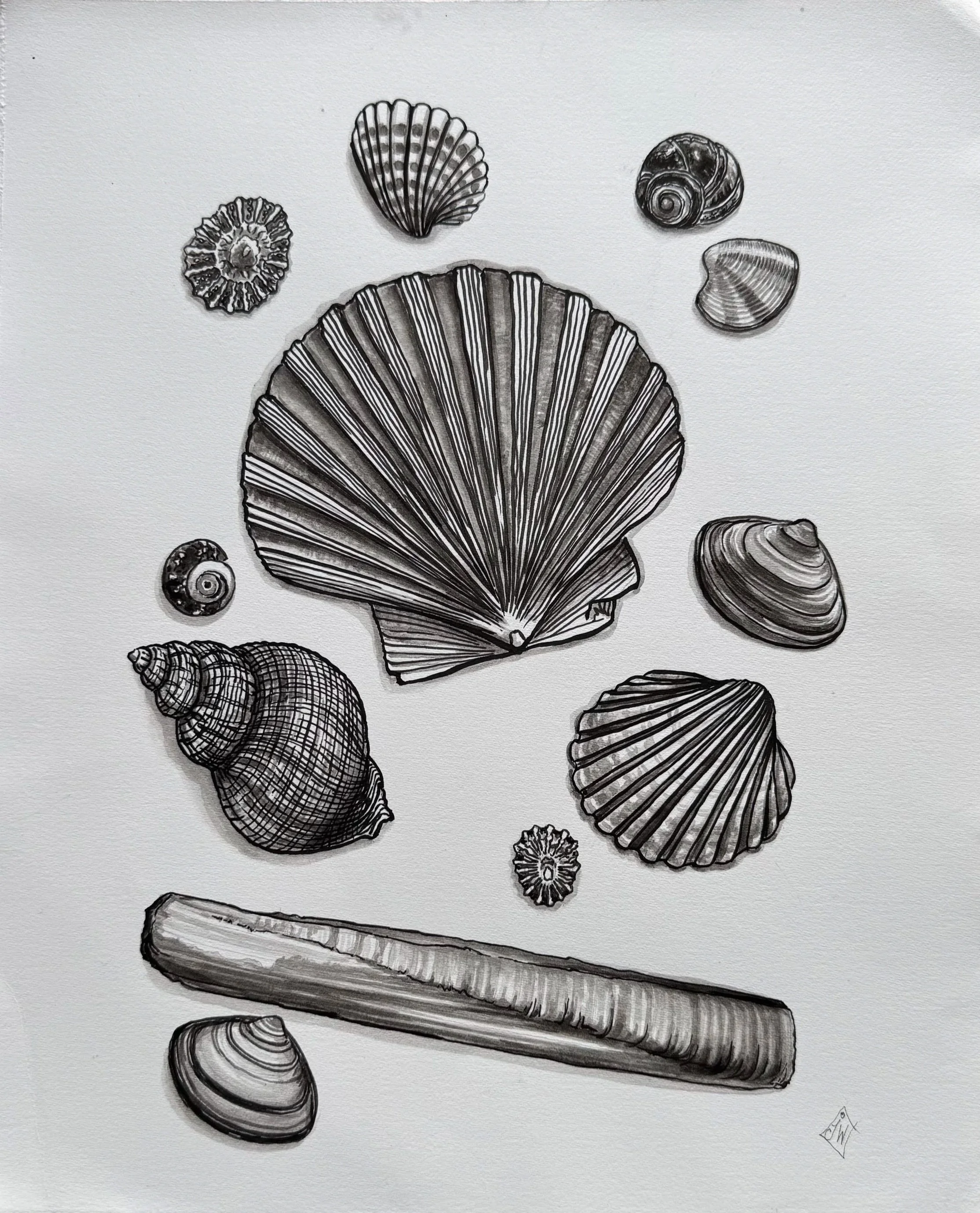 Celtic Sea Shells