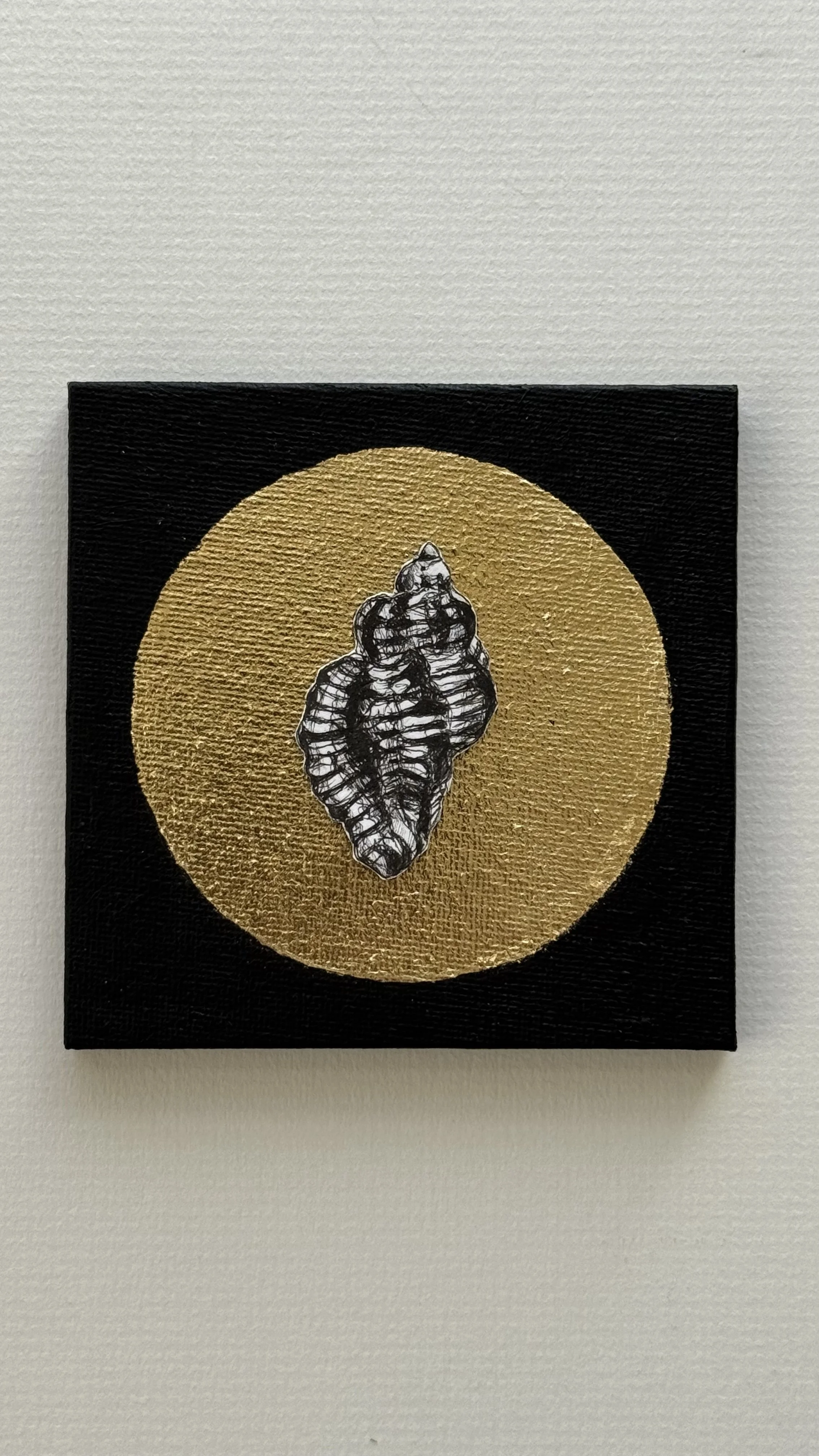 Golden Shell’s - Sting winkle