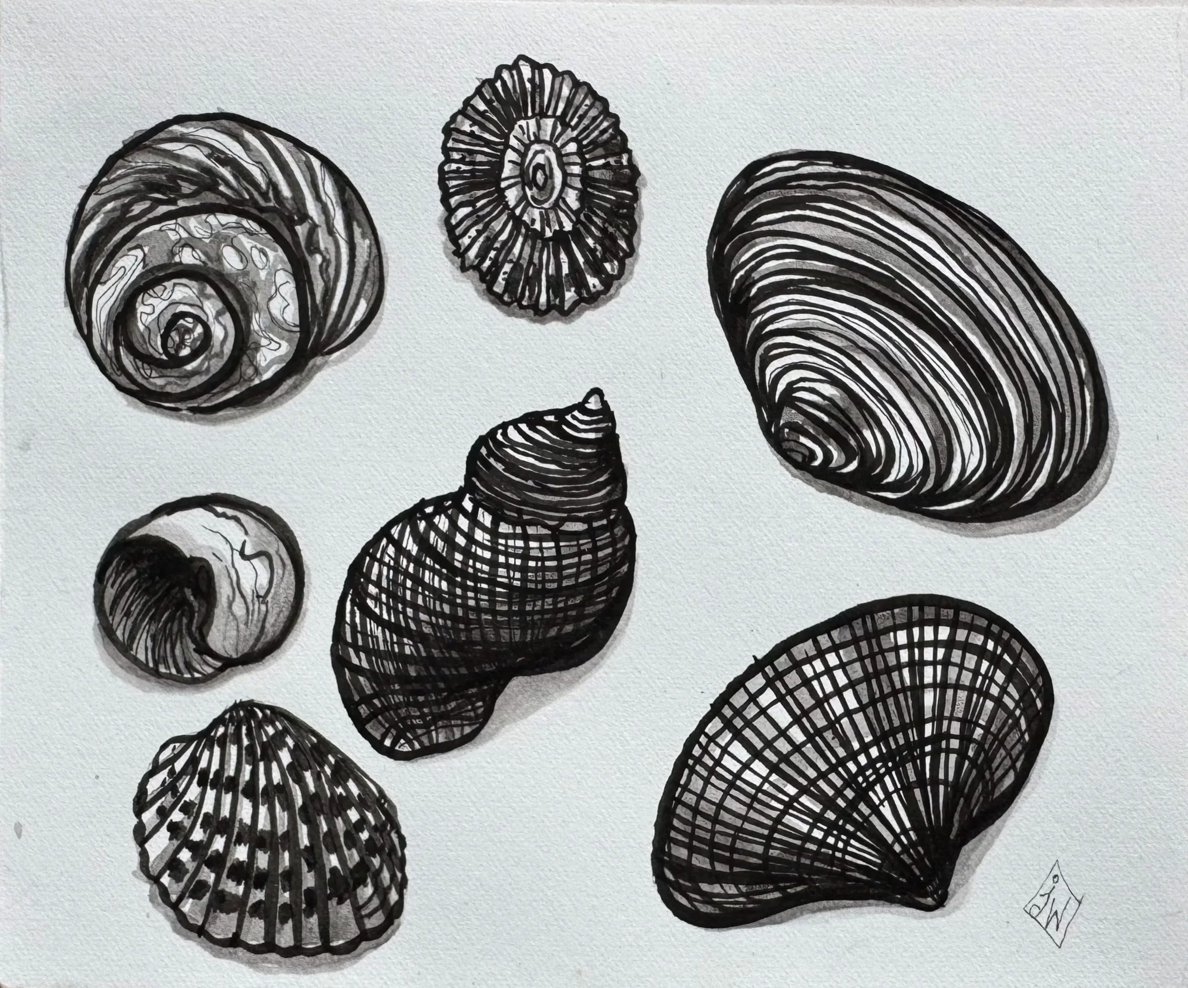 Celtic Sea Shells