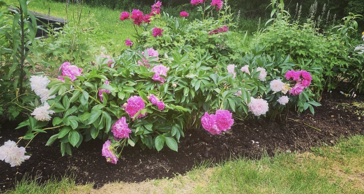 Hoffmann Landscaping_Hoffman Landscaping_Lawn & Garden Care 17.PNG