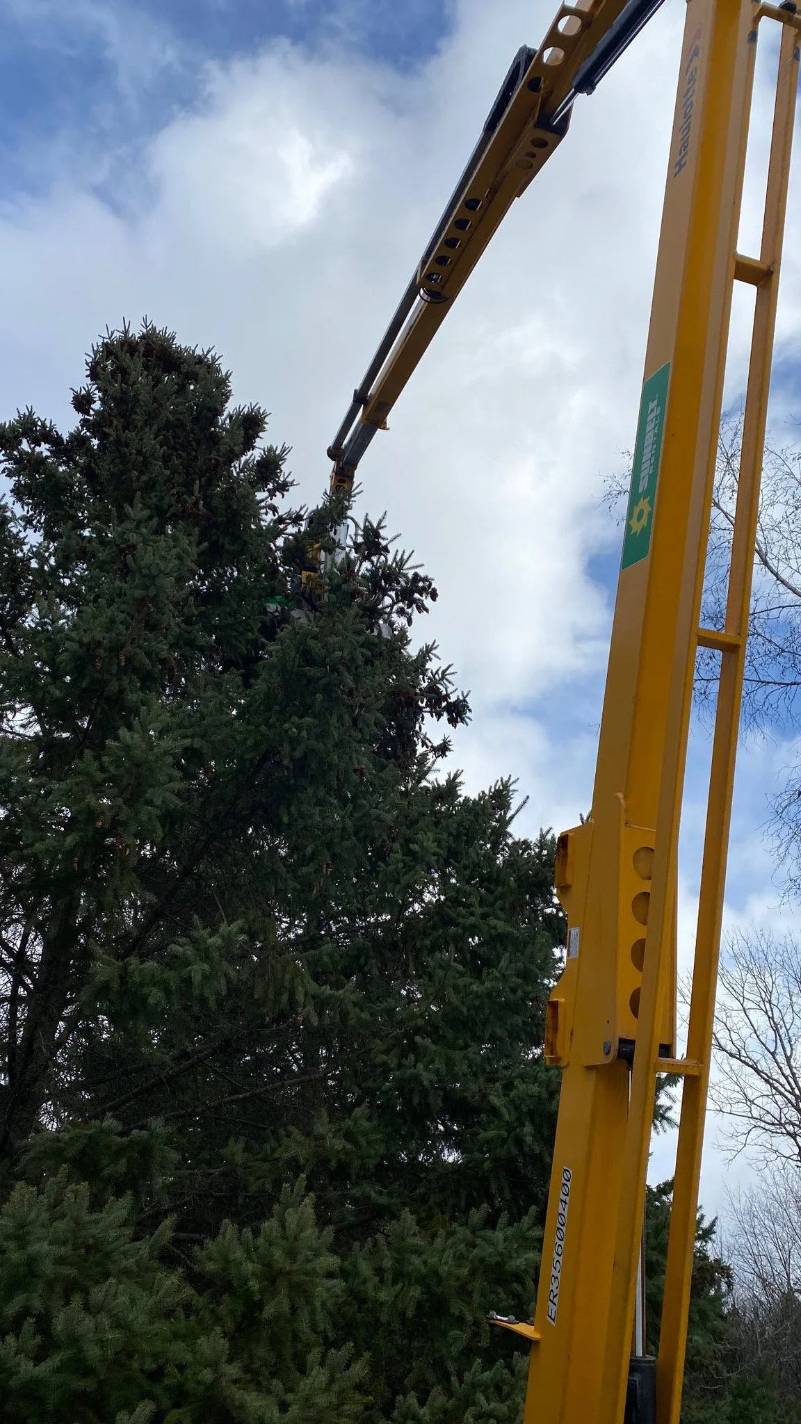 Hoffmann Landscaping_Hoffman Landscaping_Tree Trimming.JPG