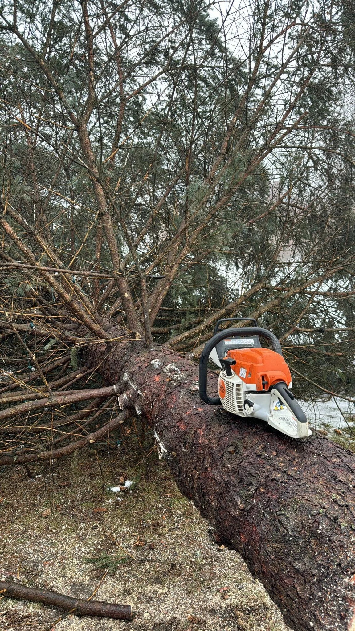 Hoffmann Landscaping_Hoffman Landscaping_Tree Clearing.JPG