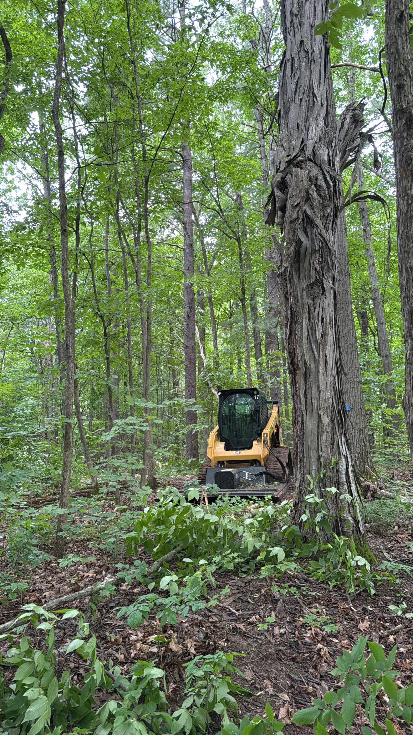 Hoffmann Landscaping_Hoffman Landscaping_Brushhogging.JPG