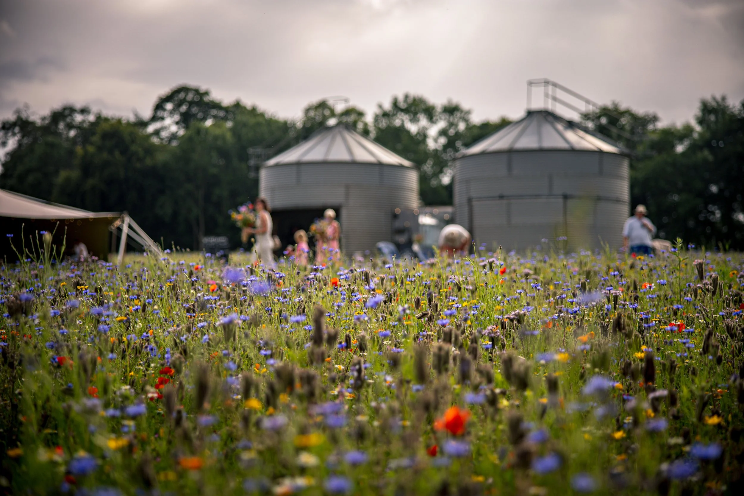 Blurred image of a flower field in the foreground with people standing and holding flowers, and industrial silos in the background under a cloudy sky.