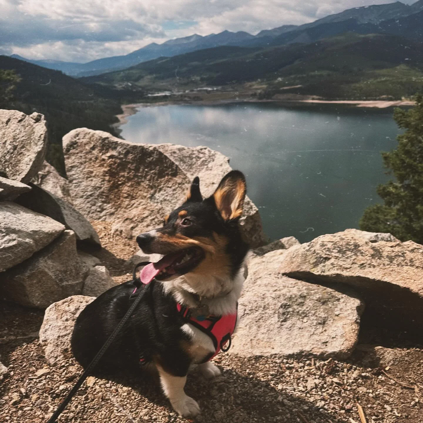 9,500ft of elevation &amp; pine trees swaying in the wind &hellip; an introvert&rsquo;s dream 🌲💚

.

#natureheals #findyourcalm #corgisofig