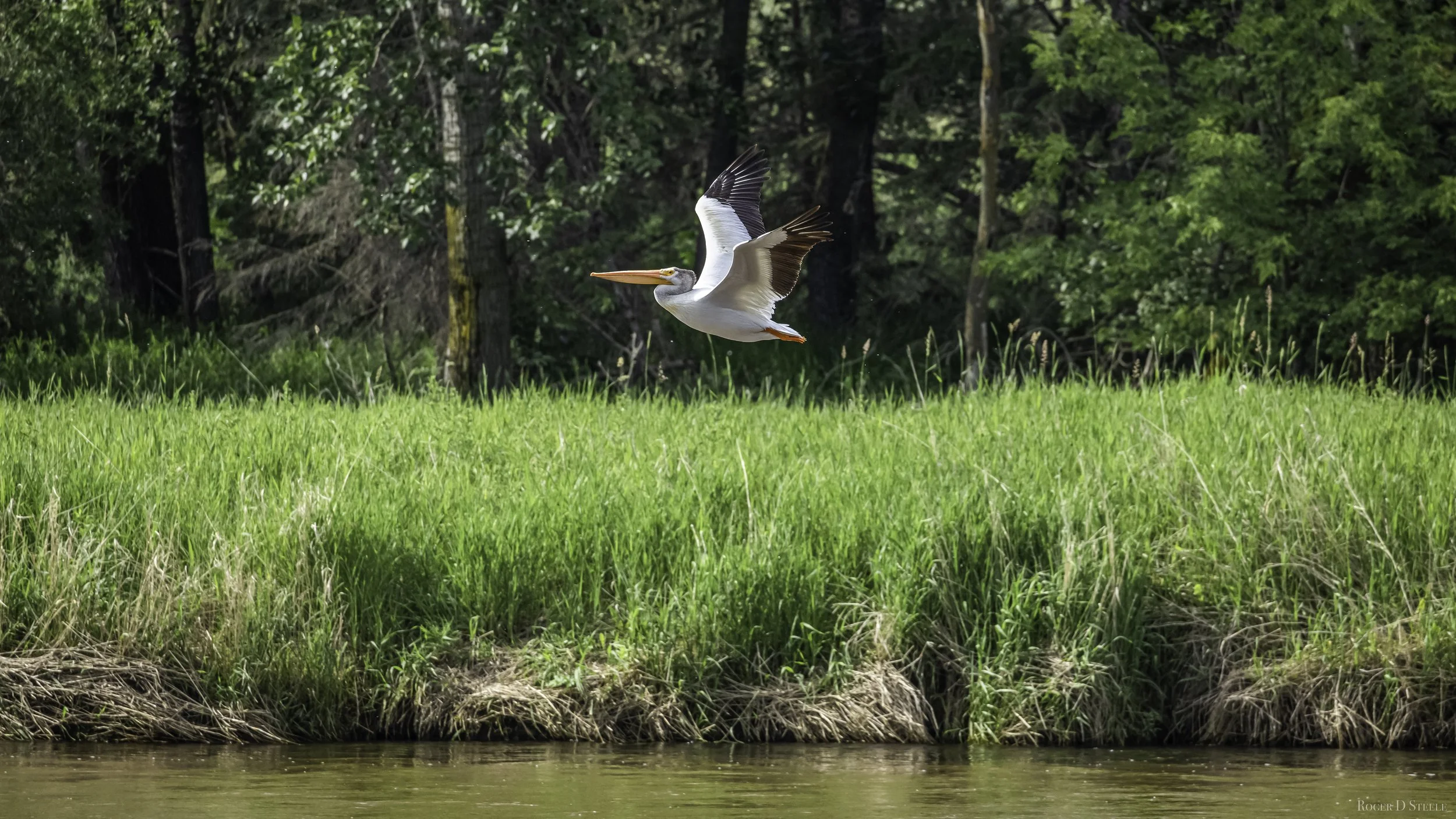 Pelican In Flight.jpg