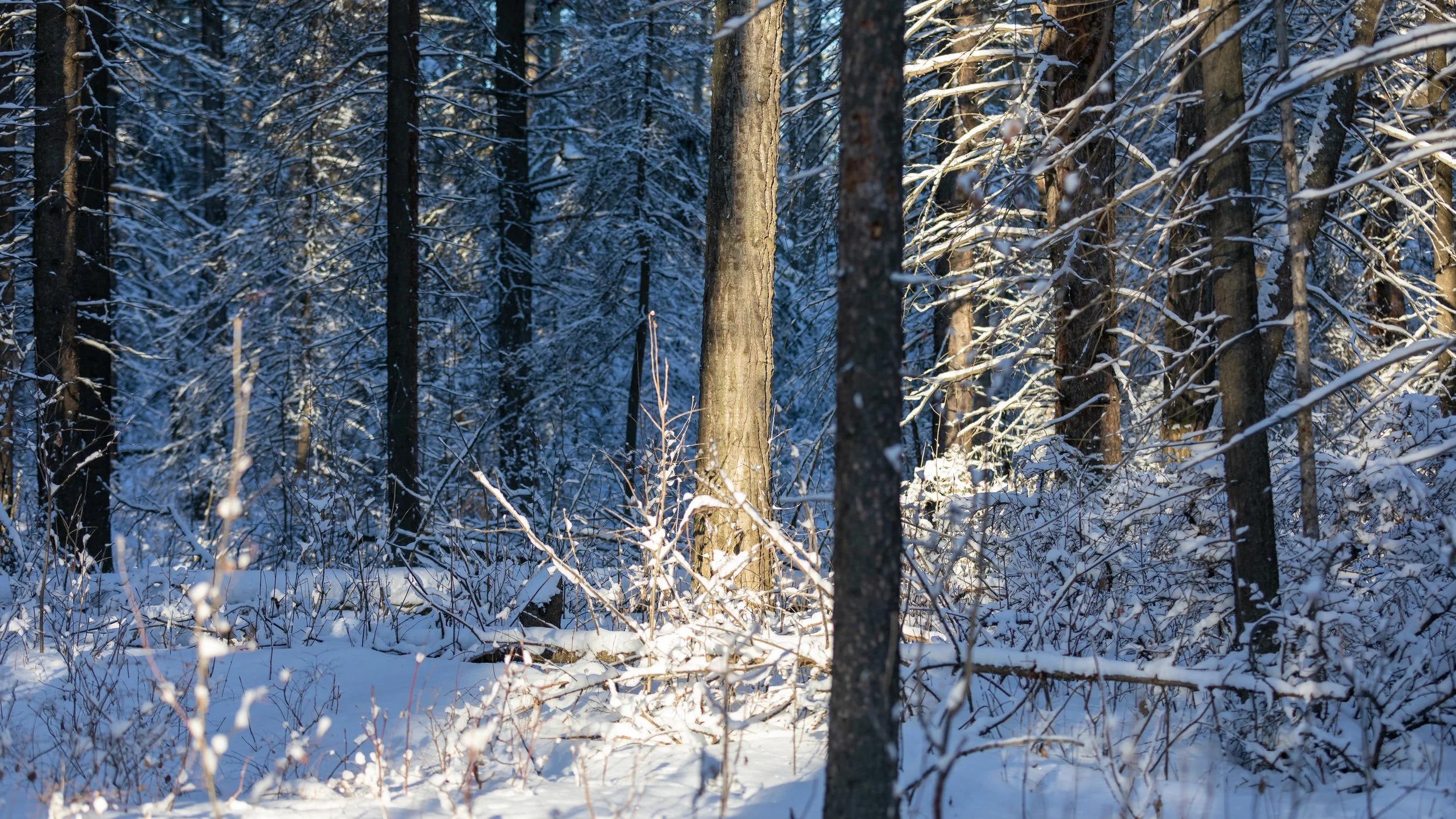 Fresh Snow (1 of 1).jpg