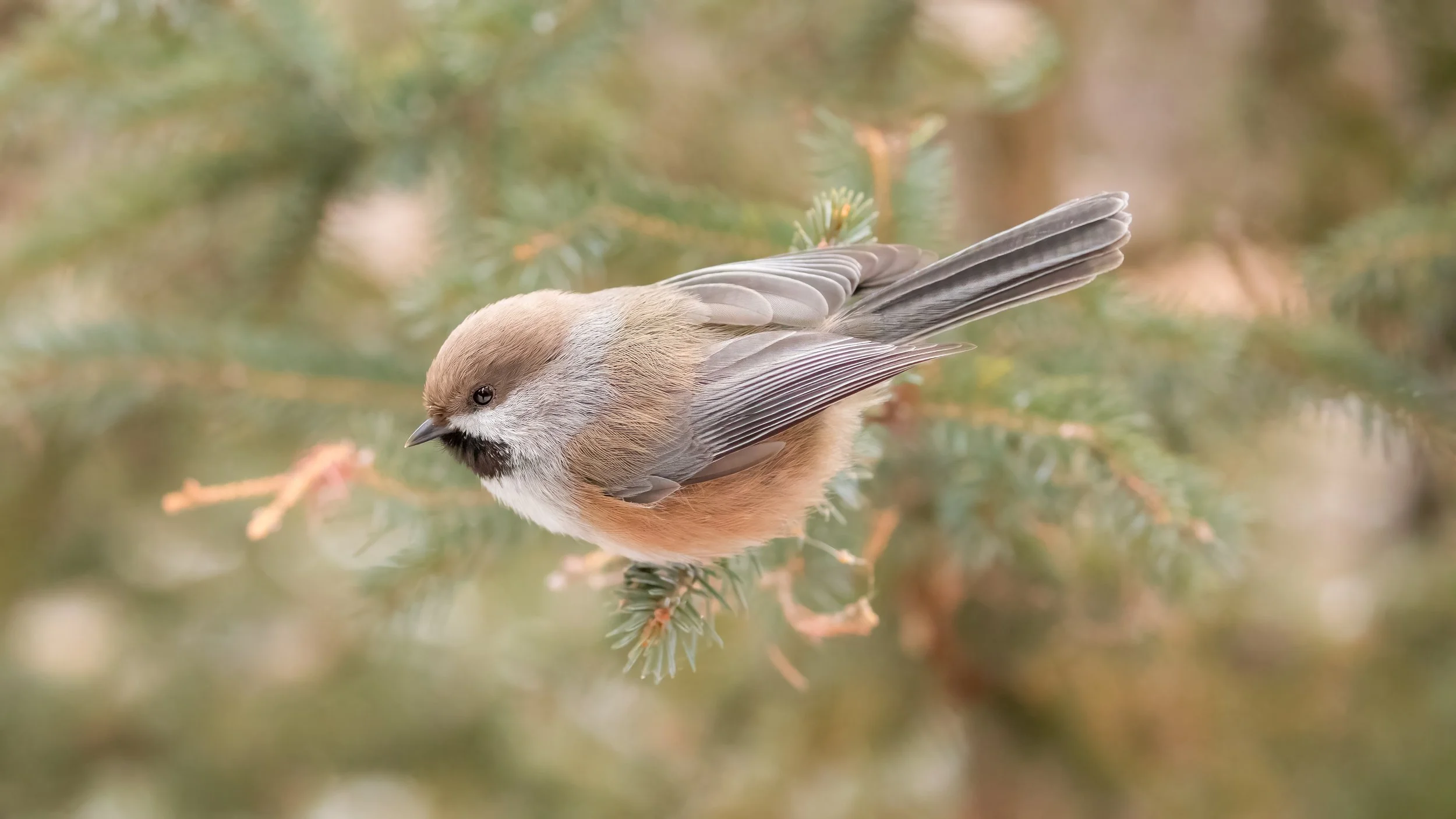 Boreal Chickadee (1 of 1)-2.jpg