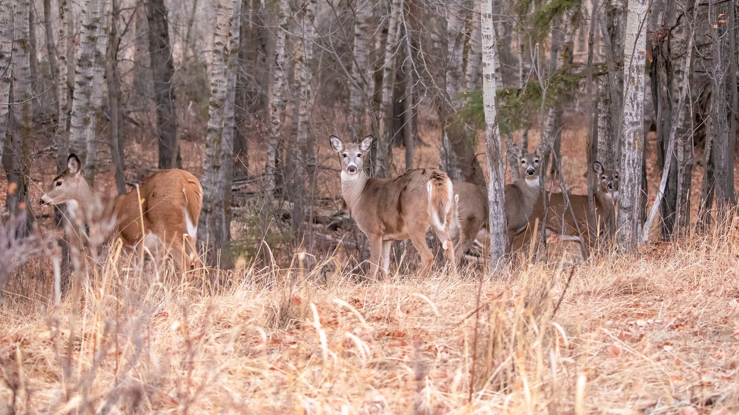 Whitetails 2 (1 of 1).jpg